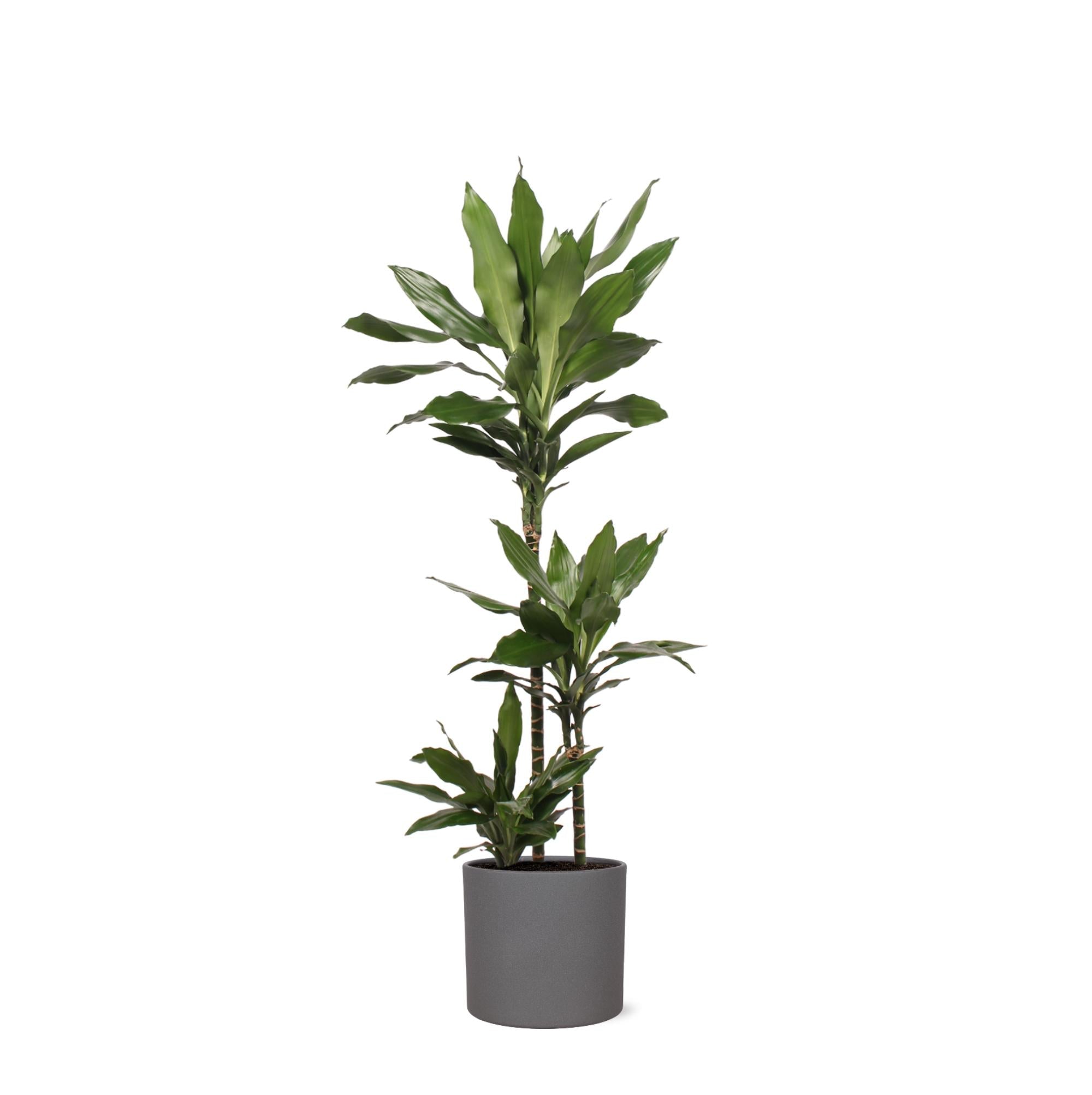 Dracaena Janet Lind Ø24cm ↕120cm im Era ANTHRAZIT-Topf