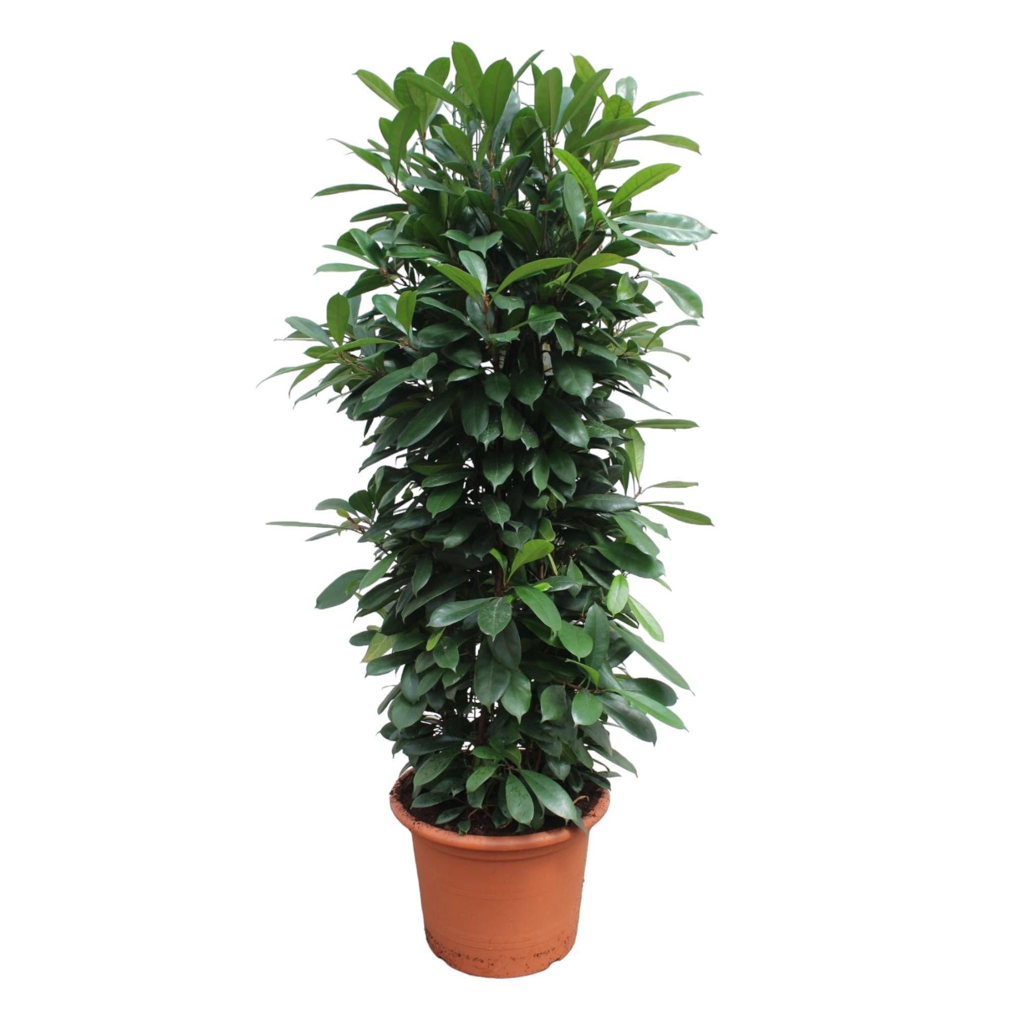 Ficus Cyathistipula-Gittergestell – 230 cm – ø60