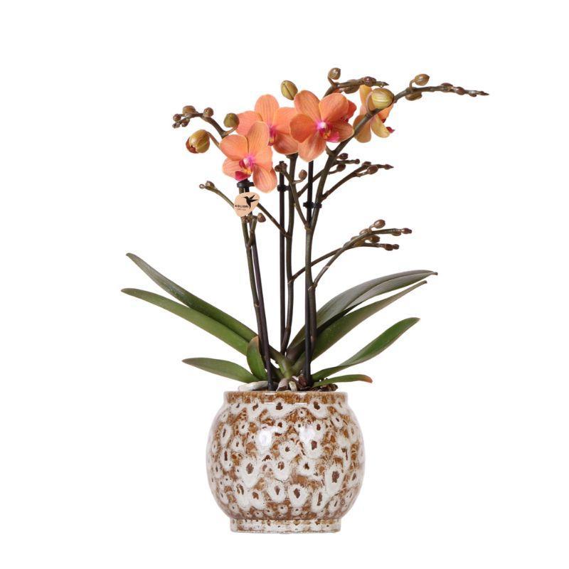 Kolibri-Orchideen | Orangefarbene Phalaenopsis-Orchidee - Mineral Bolz