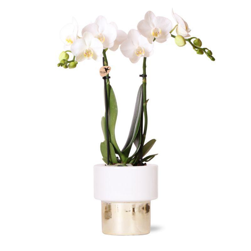 Kolibri-Orchideen | weiße Phalaenopsis-Orchidee - Amabilis + Elite Top