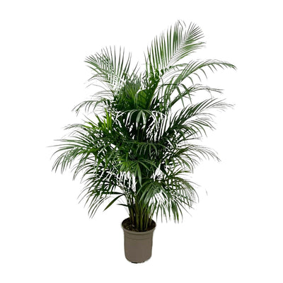 Dypsis Lutescens (Areca-Palme) 160 cm - ø24 - Goldfruchtpalme