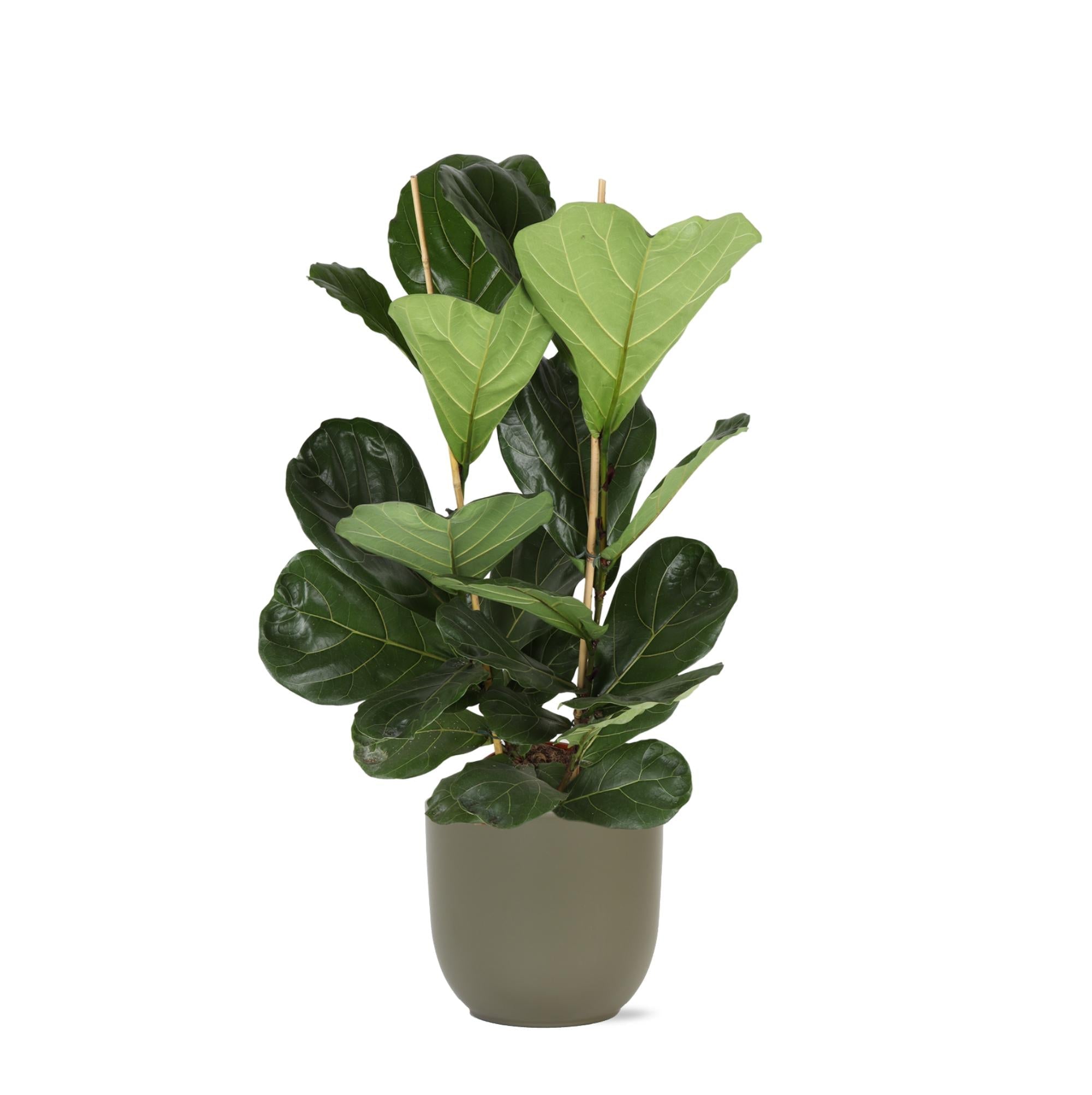 Ficus Lyrata - Ø24cm - ↕120cm im Boule OLIVE Topf