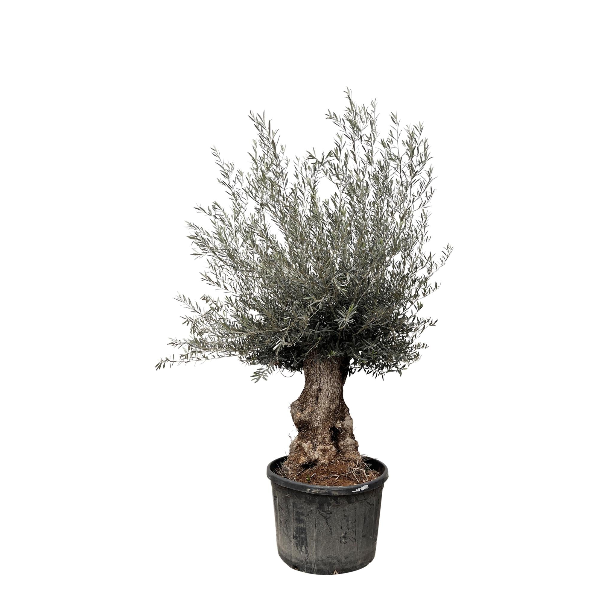 Olea Europaea Bonsai – 225 cm – Ø80 - Bonsai