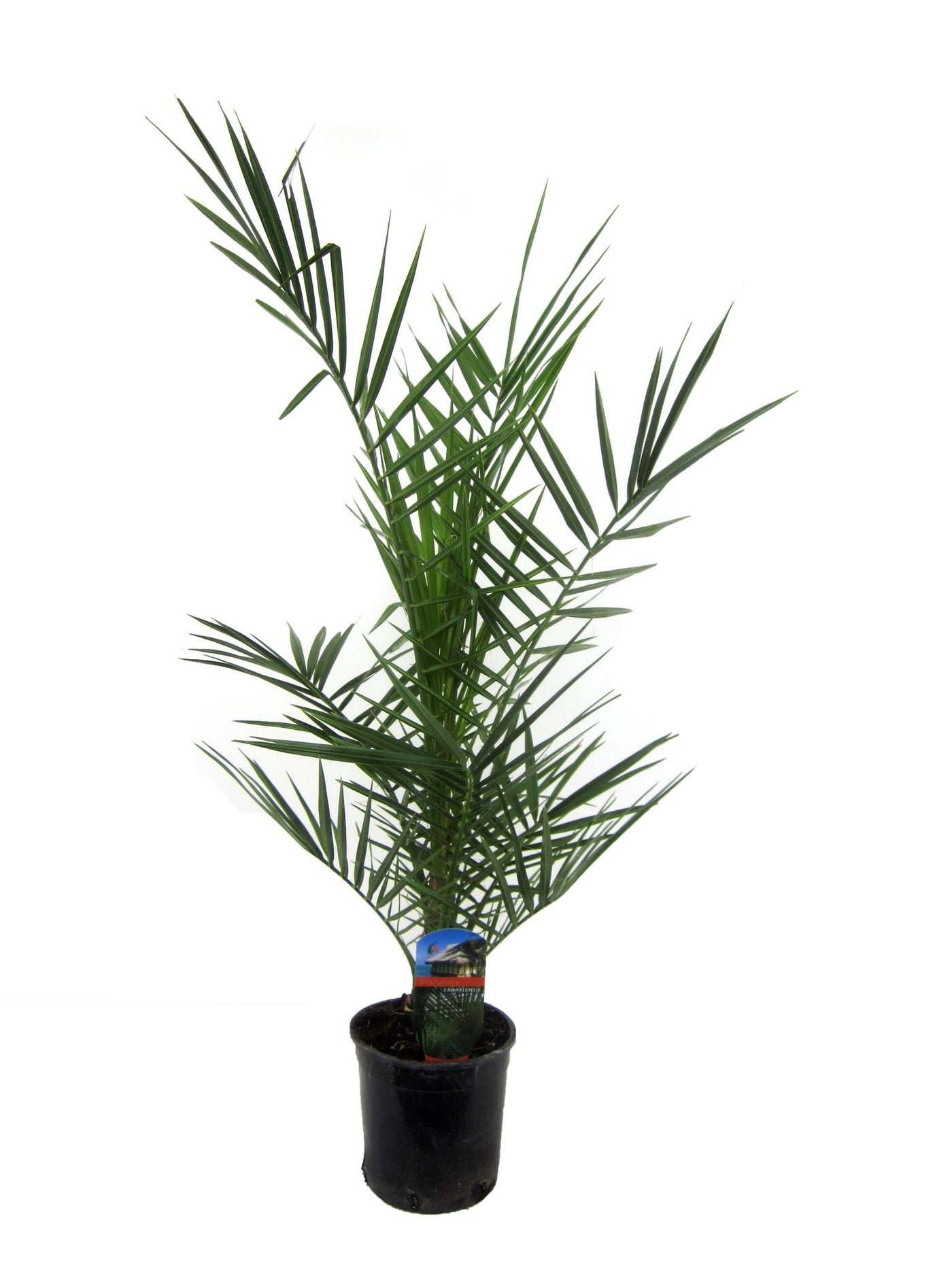 Phoenix Canariensis – 80 cm – Ø15 cm - Palme