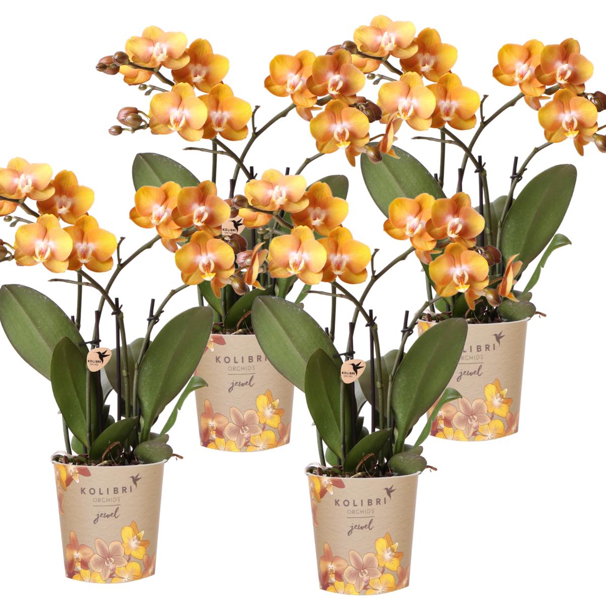 Kolibri-Orchideen | KOMBI ANGEBOT aus 4 Phalaenopsis-Orchideen - Las V