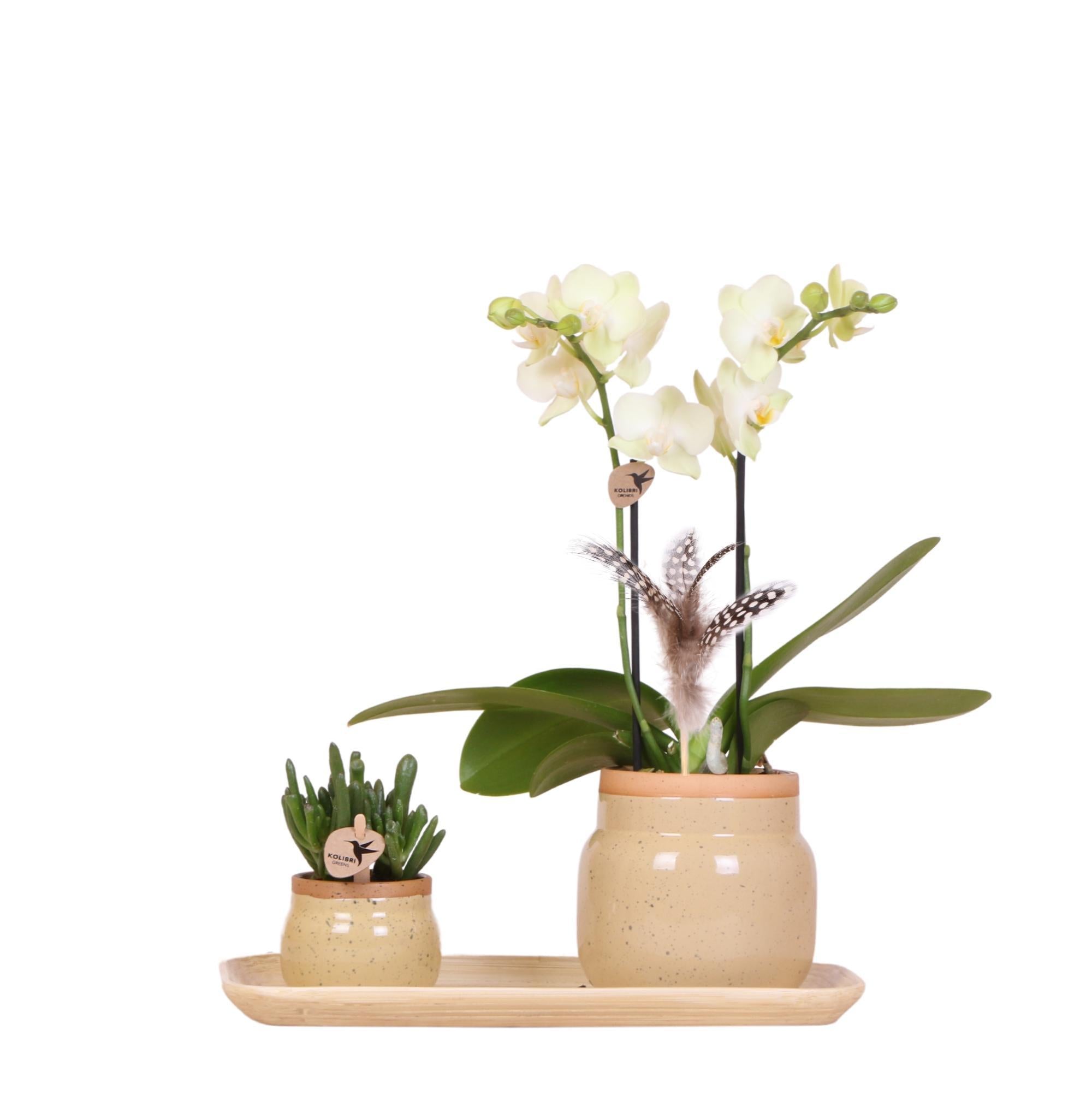 Kolibri-Orchideen | Grünpflanzen mit gelber Phalaenopsis-Orchidee in k