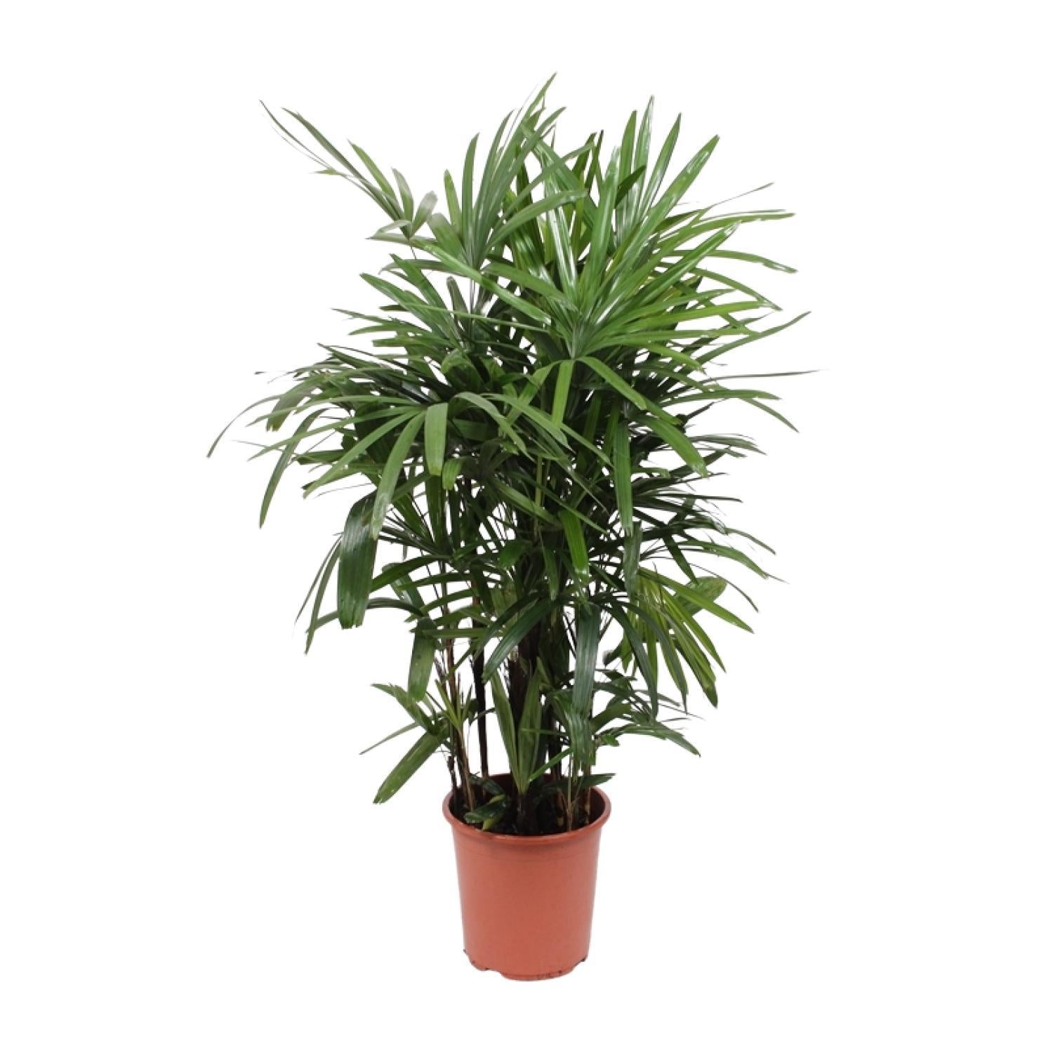 Rhapis Excelsa – Ø27cm – ↕120cm