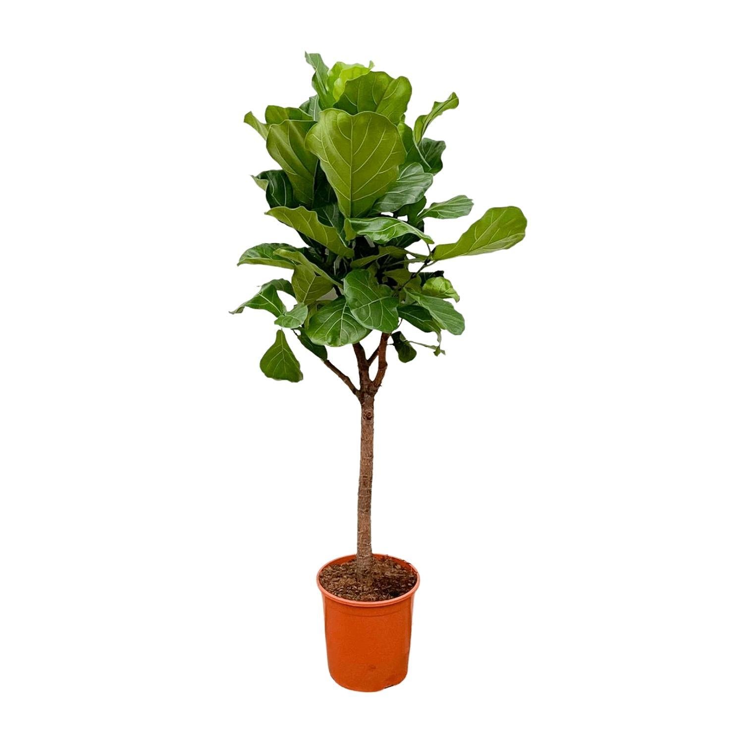 Ficus Lyrata-Baum – 180 cm – ⌀30