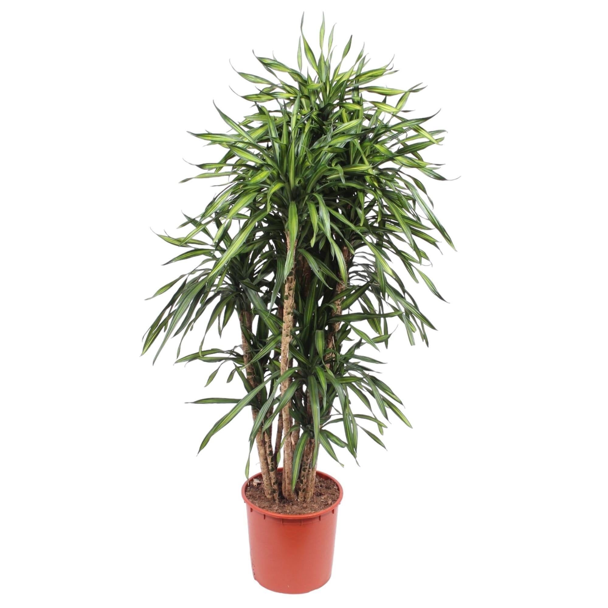 Dracaena Riki – 170 cm – ø34