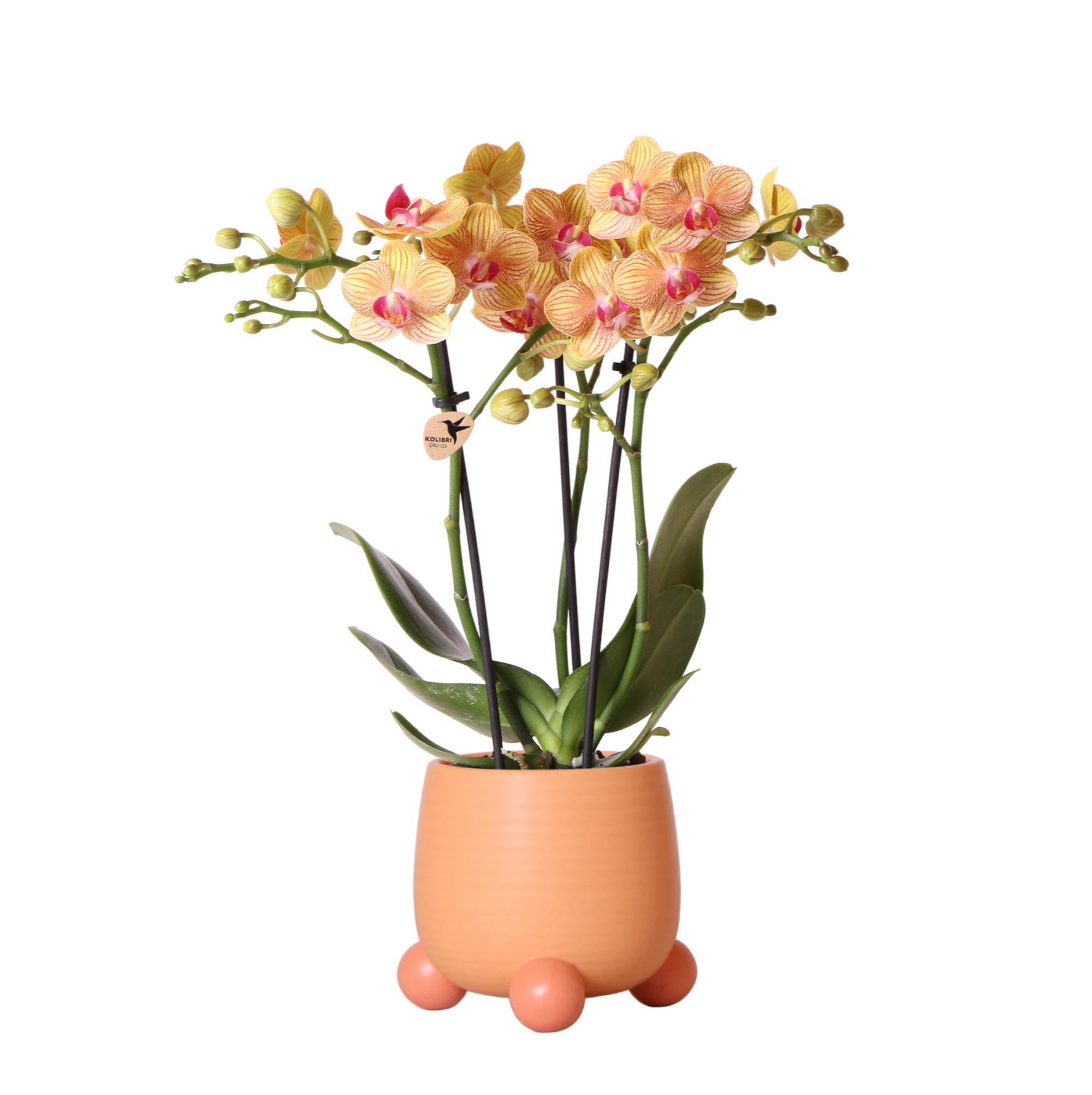 Kolibri-Orchideen | Orangefarbene Phalaenopsis-Orchidee - Jamaika + Ro