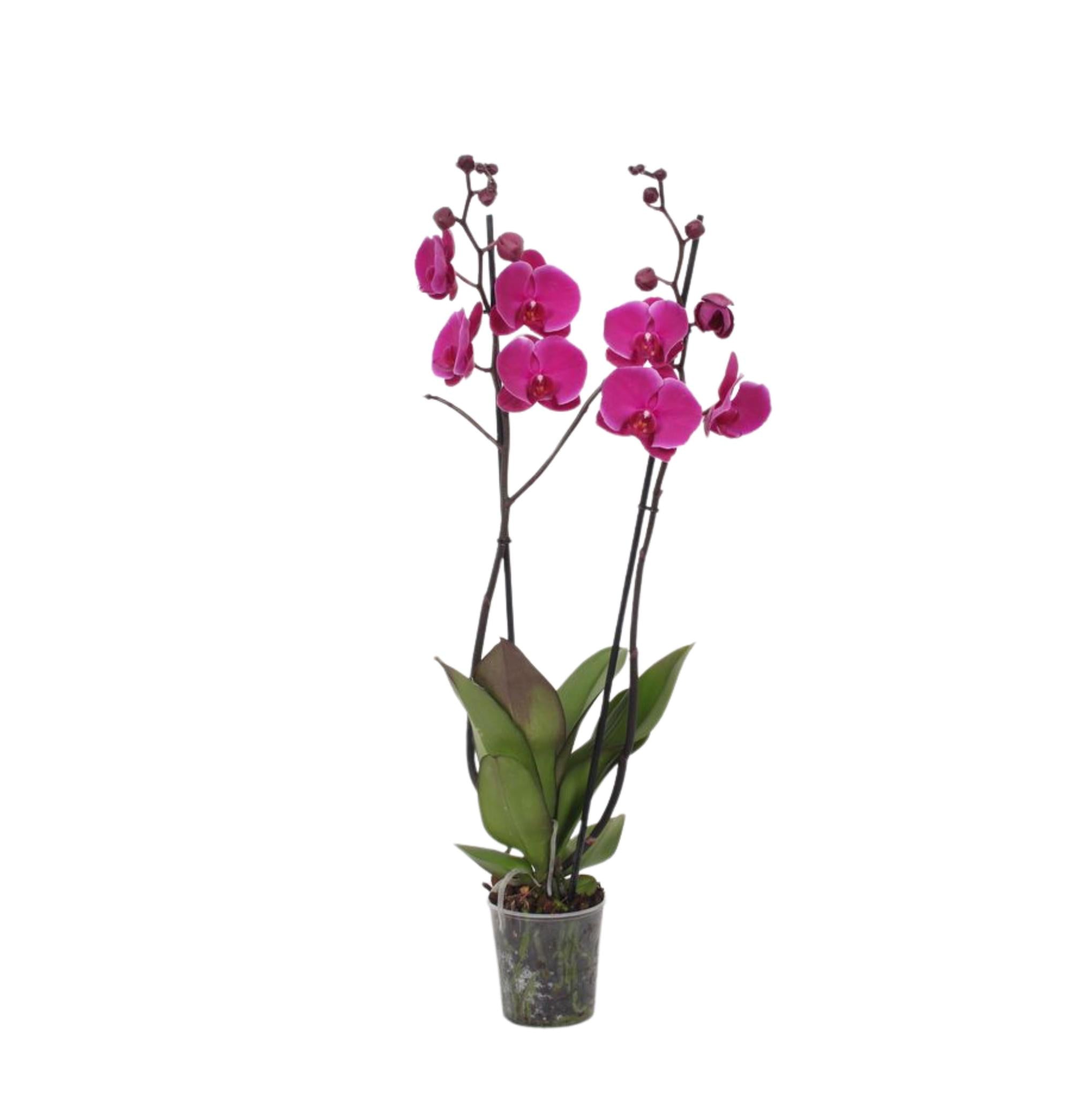 Phalaenopsis Joyride - 3 Zweige - 60 cm - Ø12cm