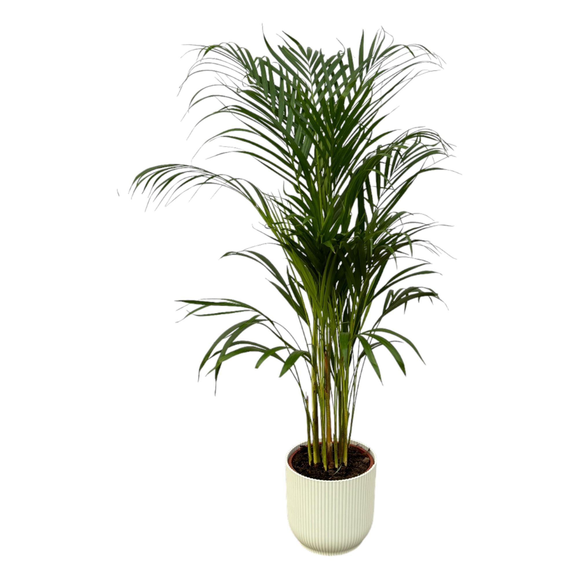 Areca-Palme - ↨110cm - Ø21cm inkl. elho Vibes Fold weiß D2 - Goldfruchtpalme