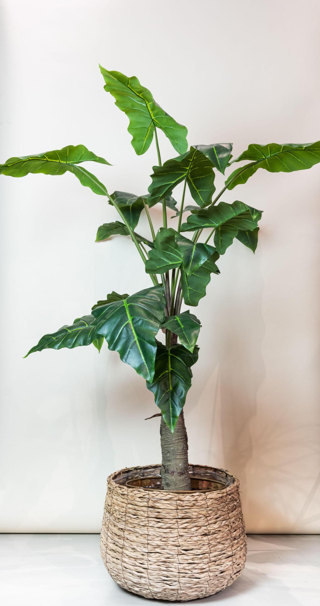 Kunstpflanze - Alocasia - 150 cm