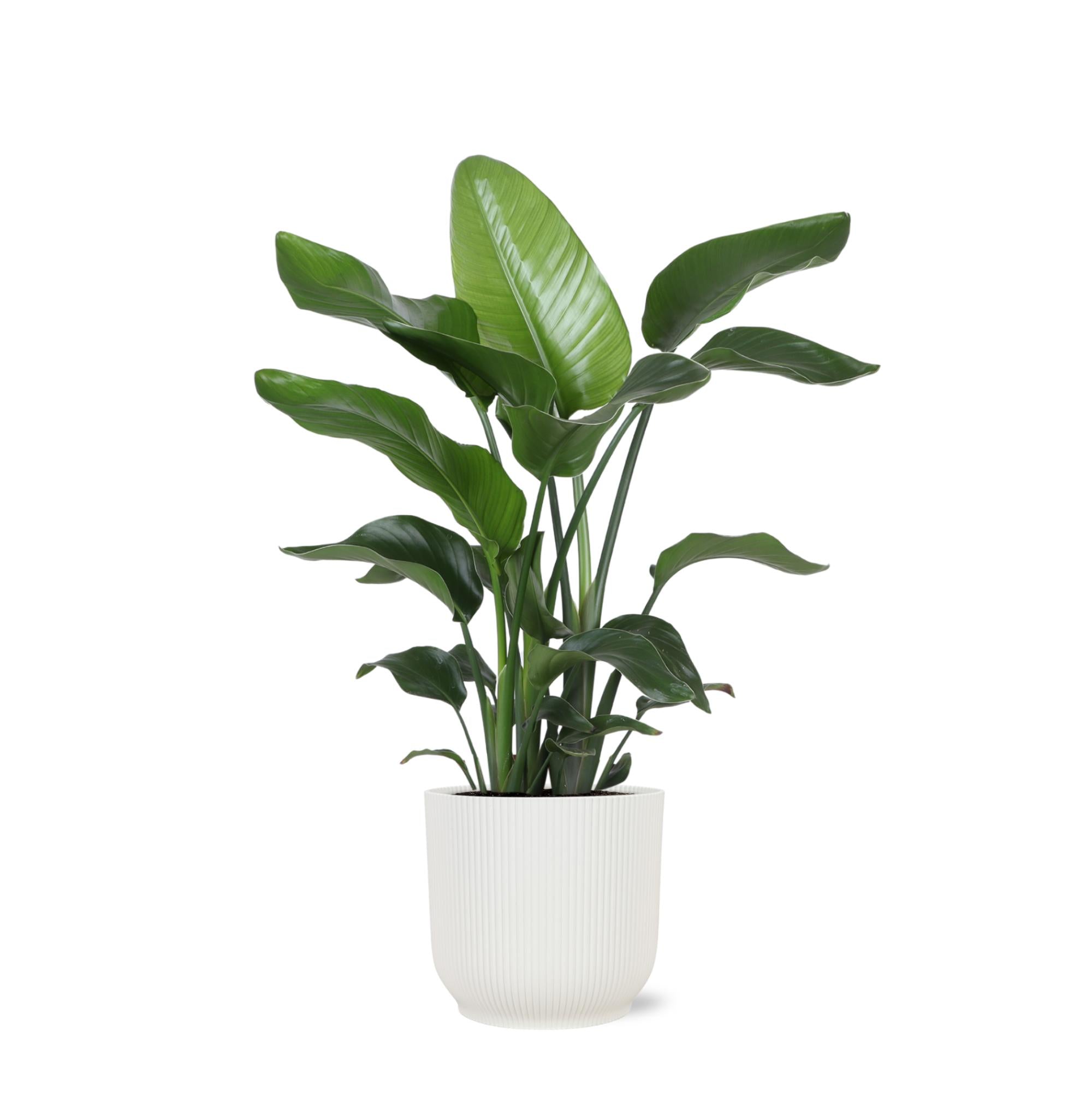 Strelitzia Nicolai - Ø21cm - ↕80cm im Vibes WHITE Topf