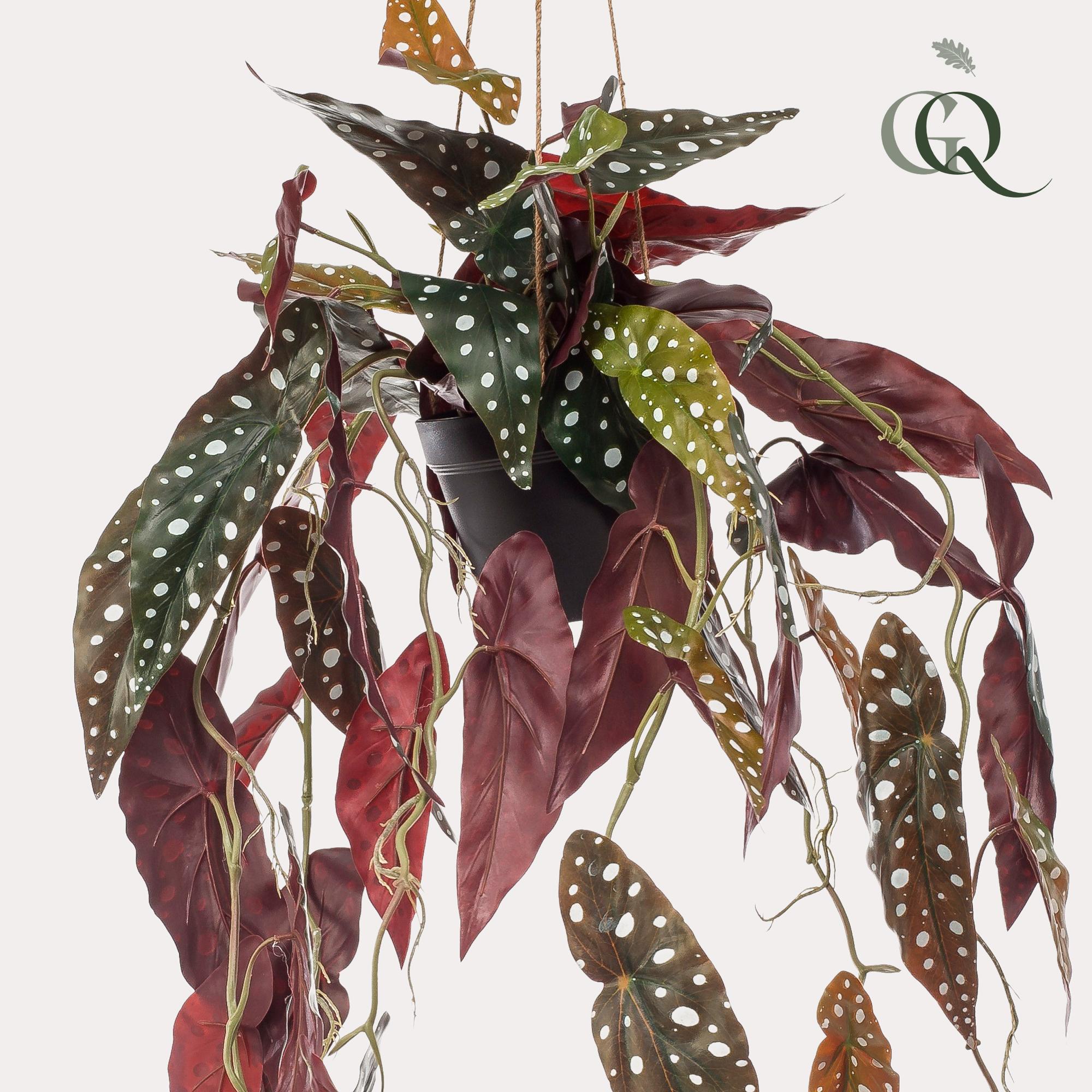 Kunstwerk – Begonia Maculata – Forellenbegonie – 80 cm - Forellenbegonie