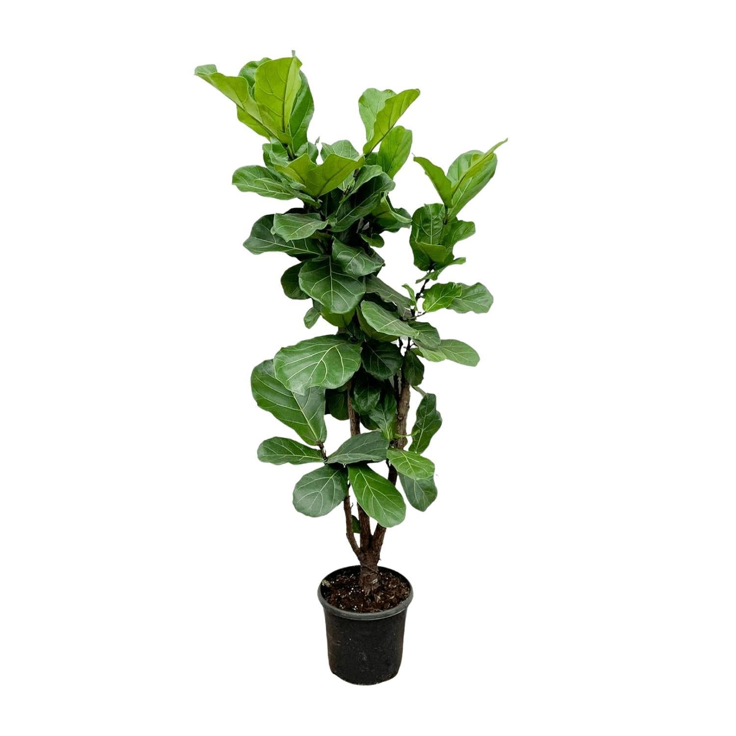 Ficus Lyrata verzweigt – 180 cm – ⌀30