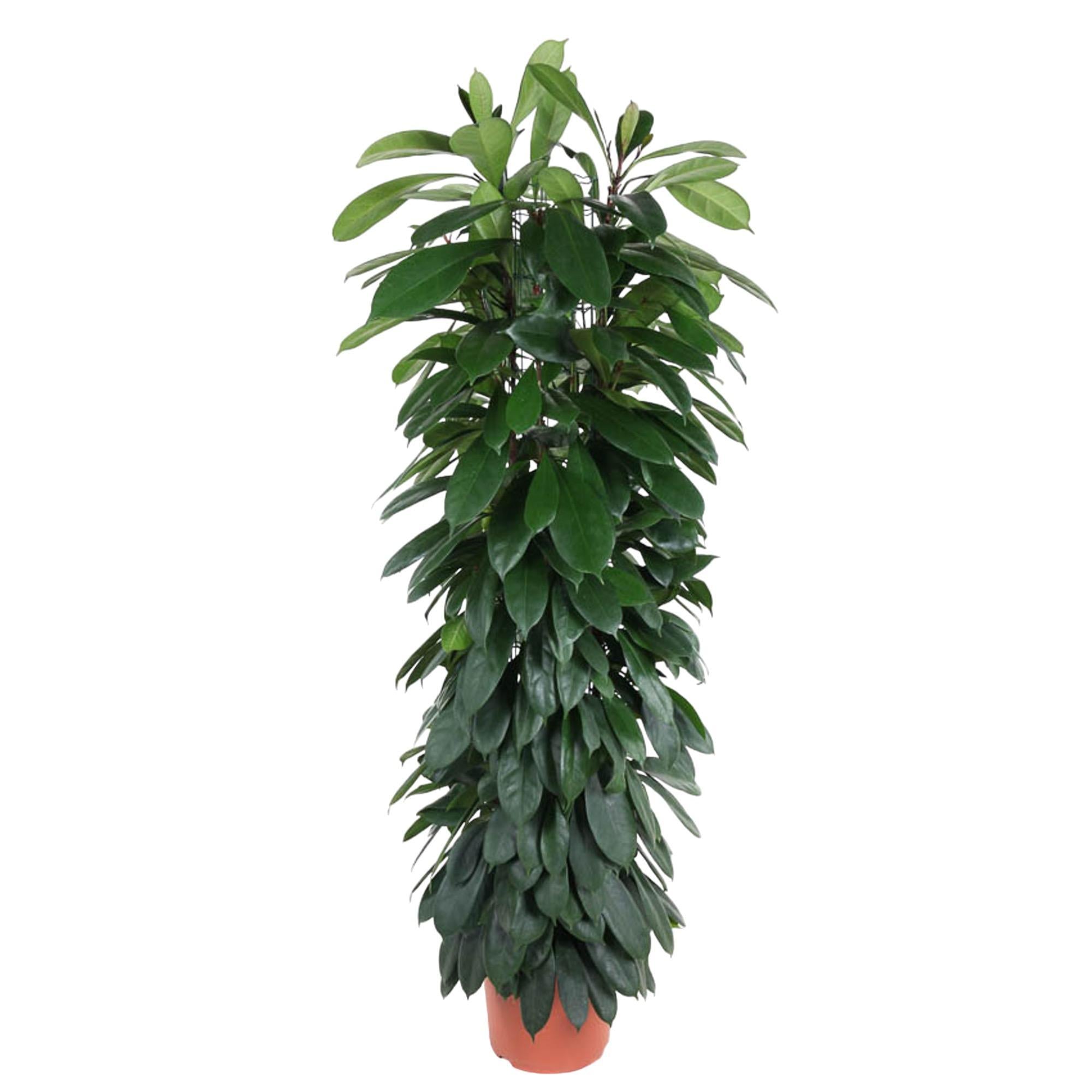 Ficus Cyatistipula-Säule – 150 cm – ø29