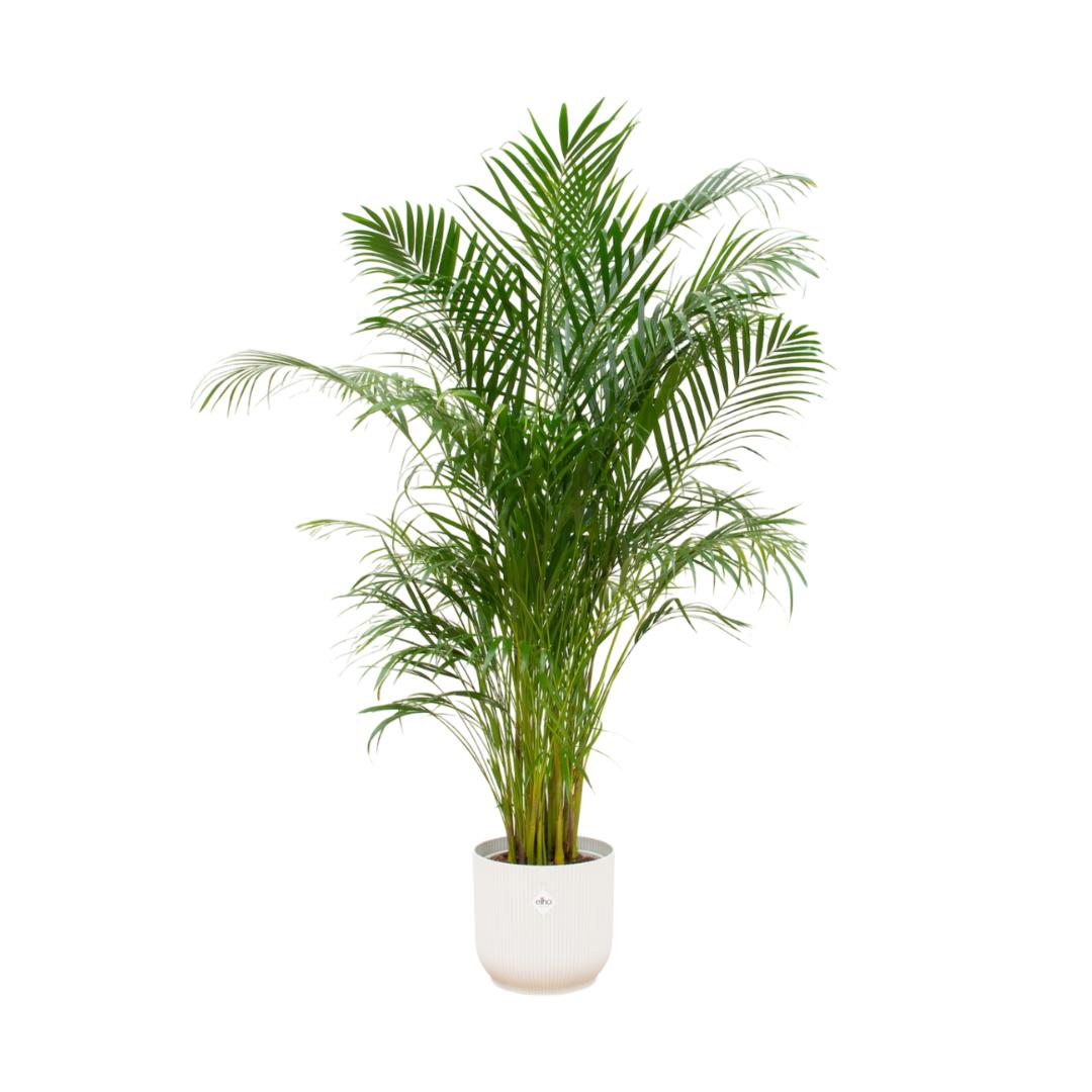 Kombi-Angebot – Areca-Palme inklusive Elho Vibes Fold Round Weiß Ø30 – - Goldfruchtpalme