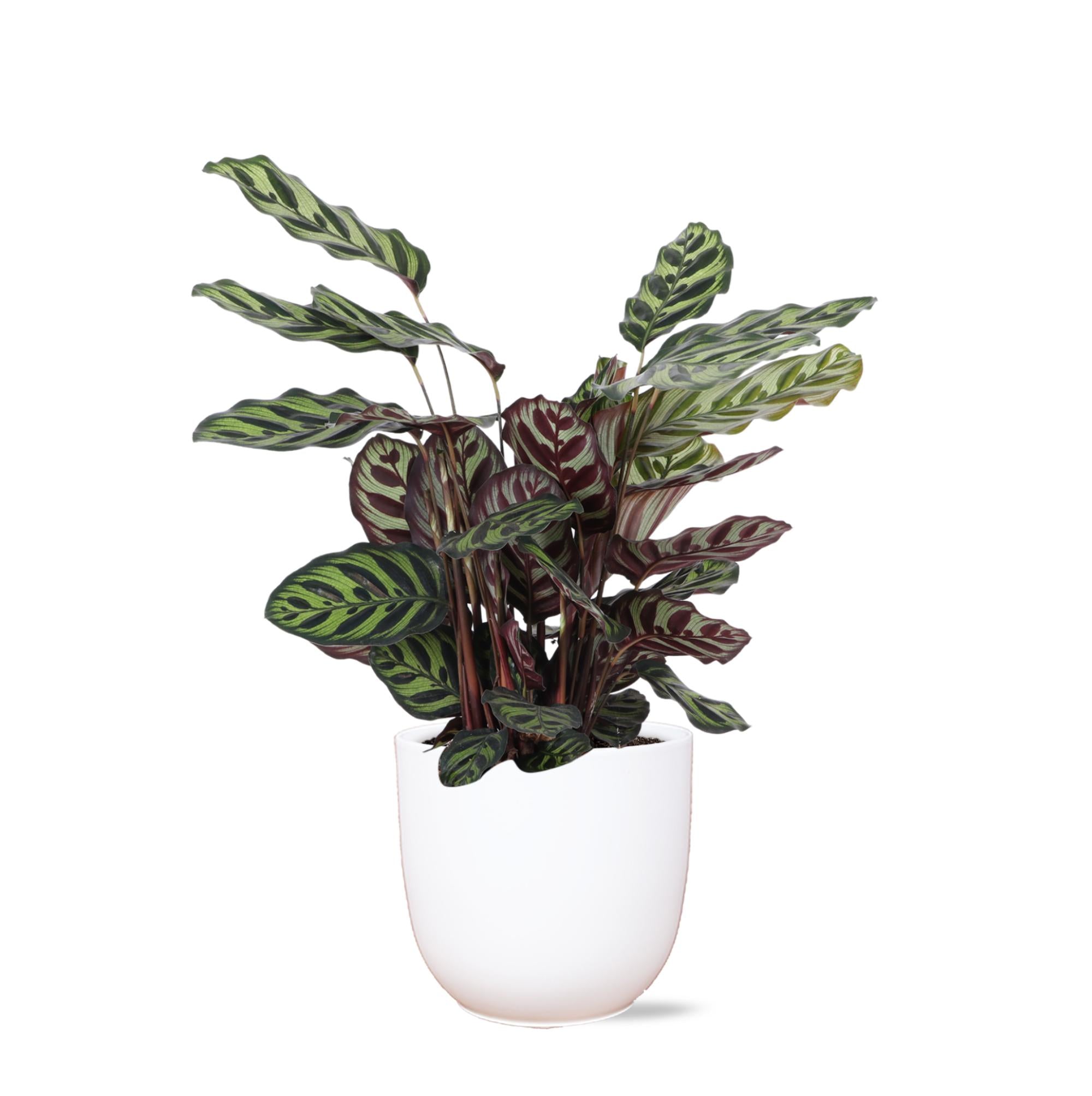 Calathea Makoyana Ø21cm - ↕70cm im Boule WHITE-Topf