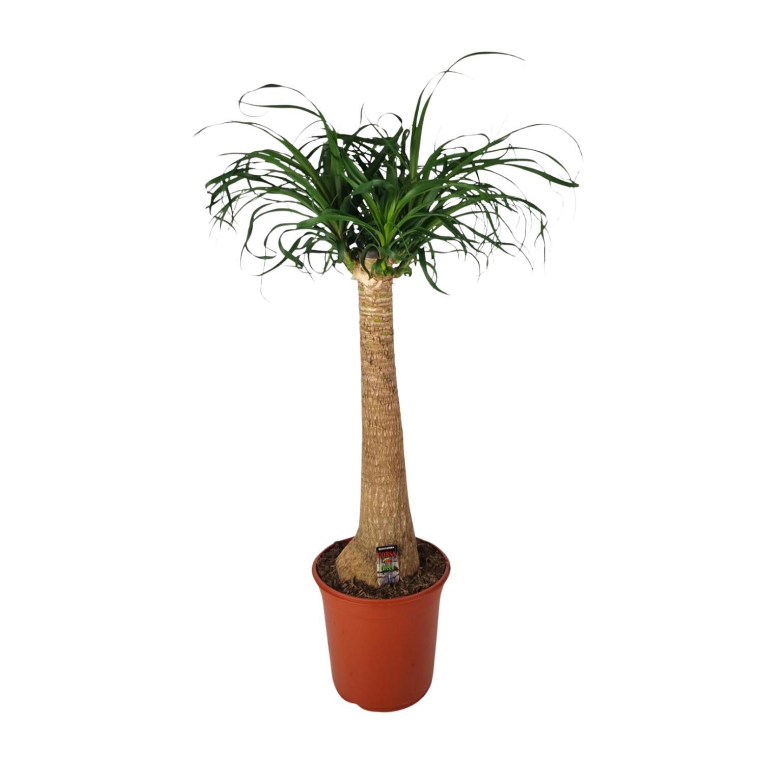 Beaucarnea Nolina - Ø24cm - ↕95cm