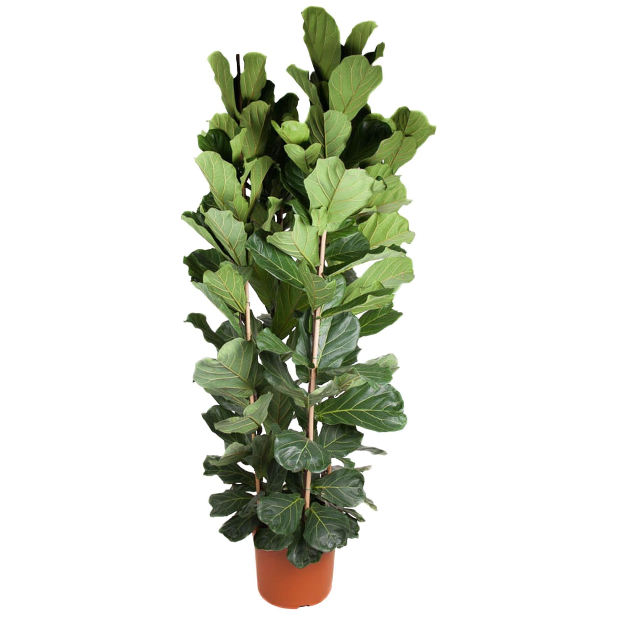 Ficus Lyrata-Strauch – 250 cm – ø48