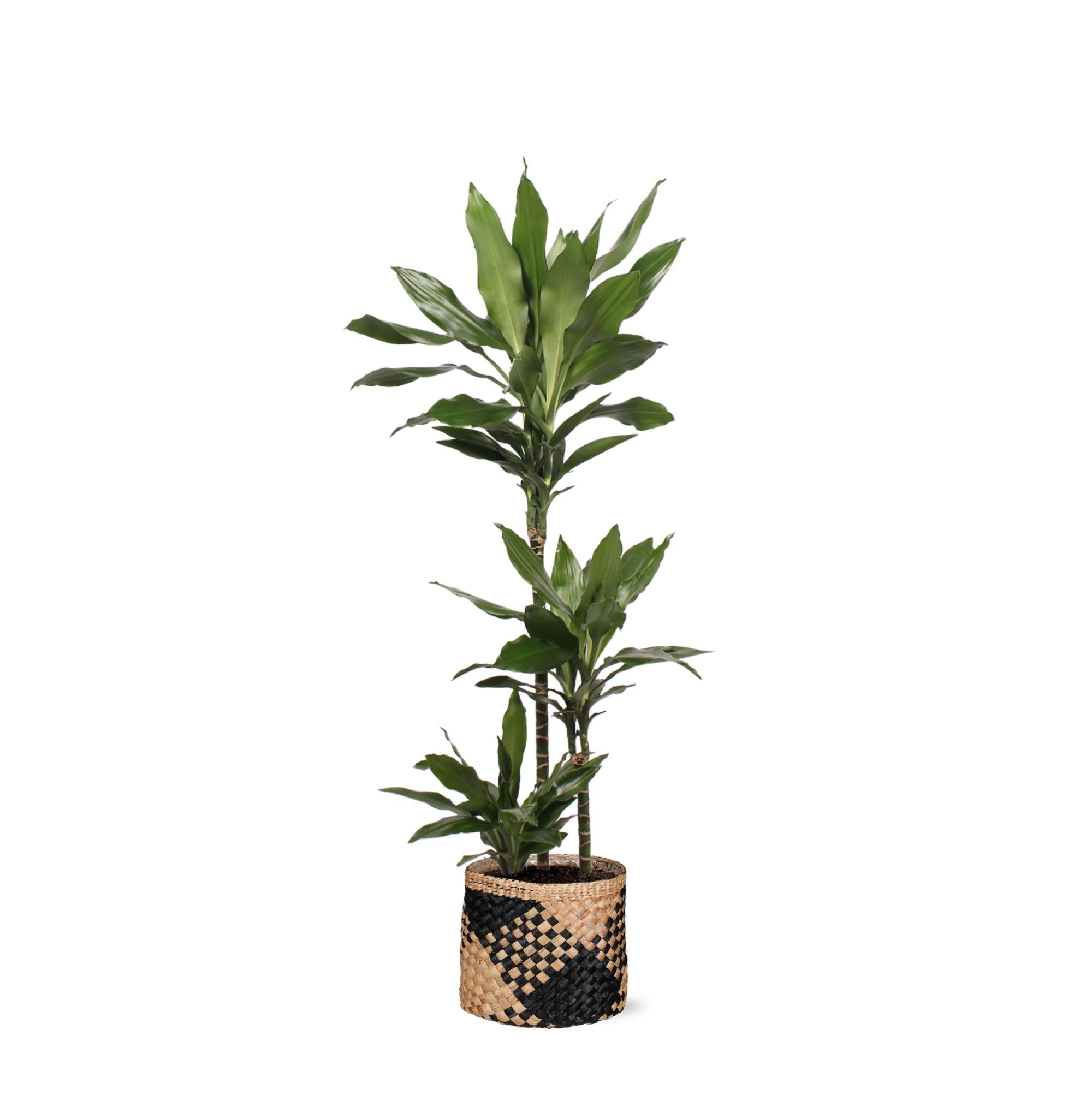 Dracaena Janet Lind Ø24cm ↕120cm im Albury BLACK-Druckkorb