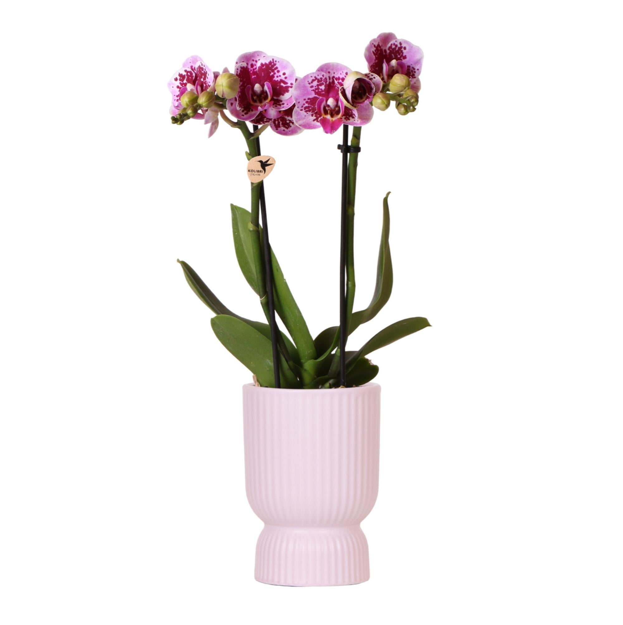 Kolibri-Orchideen | rosa-lila Phalaenopsis-Orchidee - El Salvador + Di