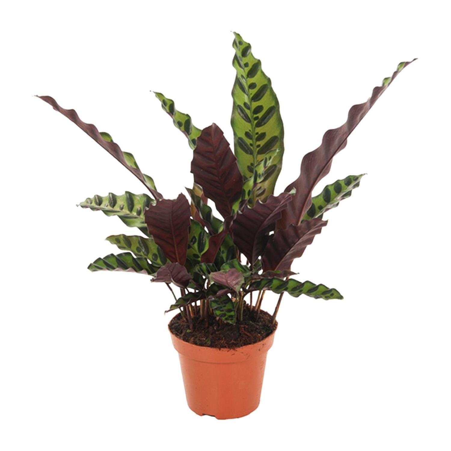 Calathea Insignis - Ø12cm - ↕50cm