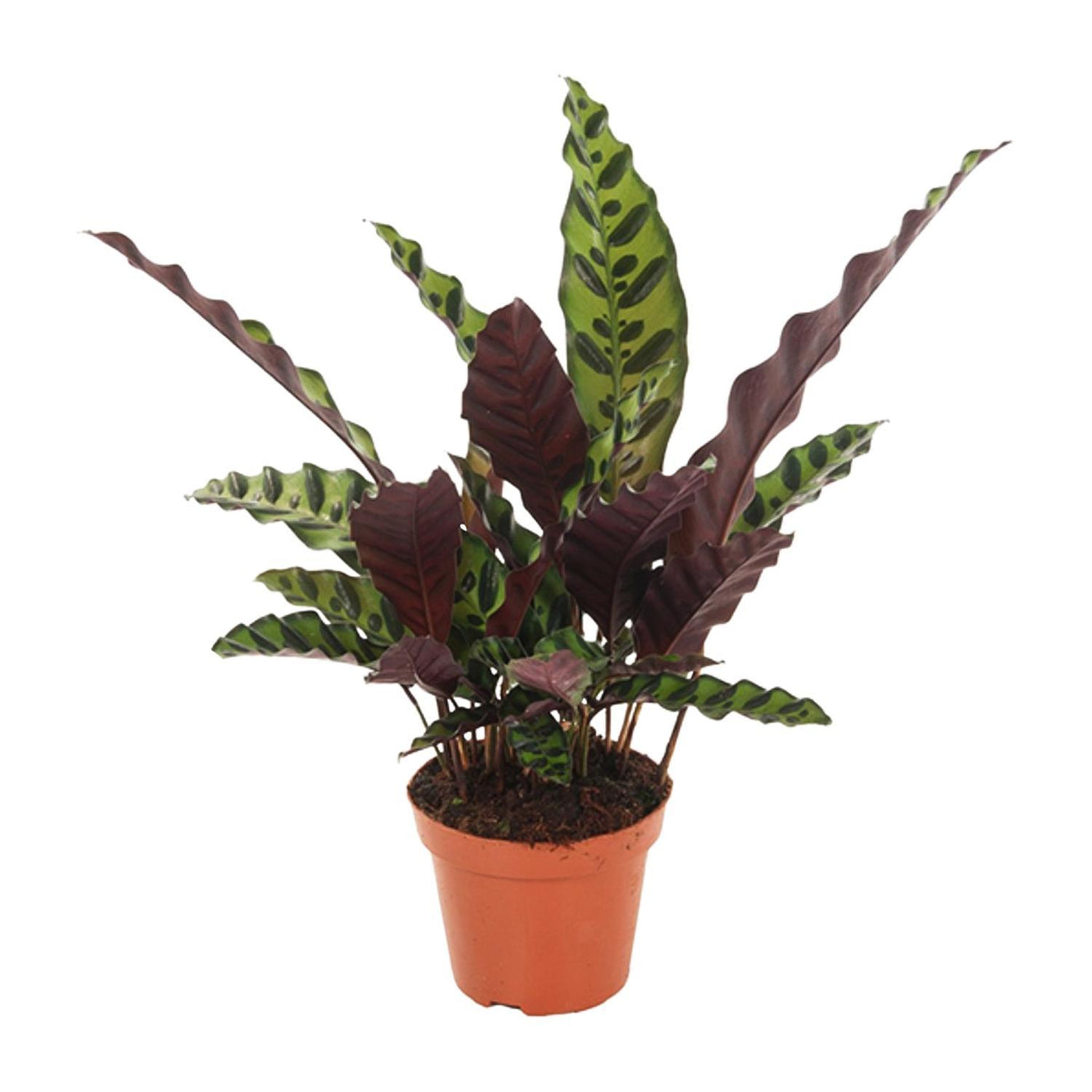 Calathea Insignis - Ø12cm - ↕50cm