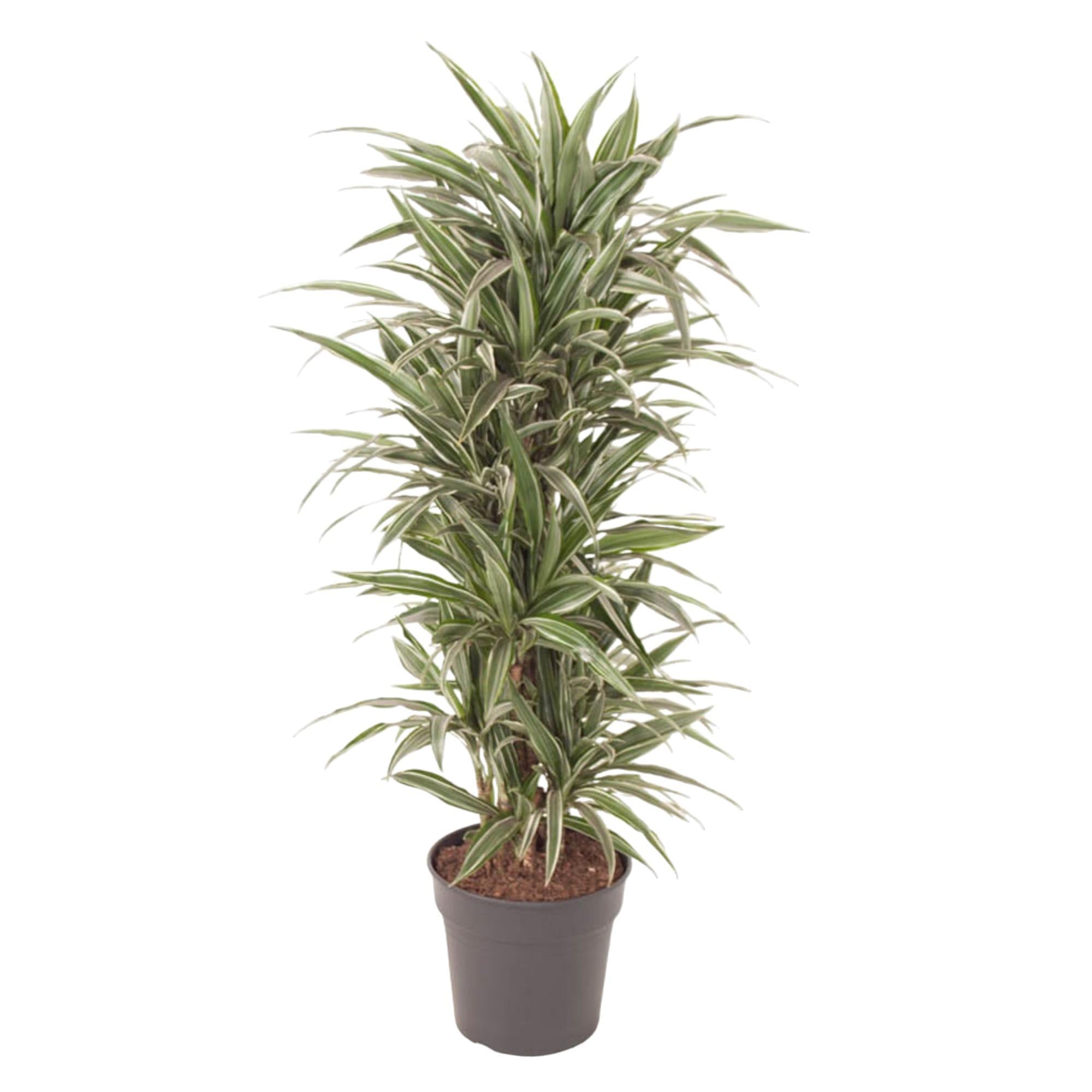 Dracaena Warneckei verzweigt – 140 cm – ø31