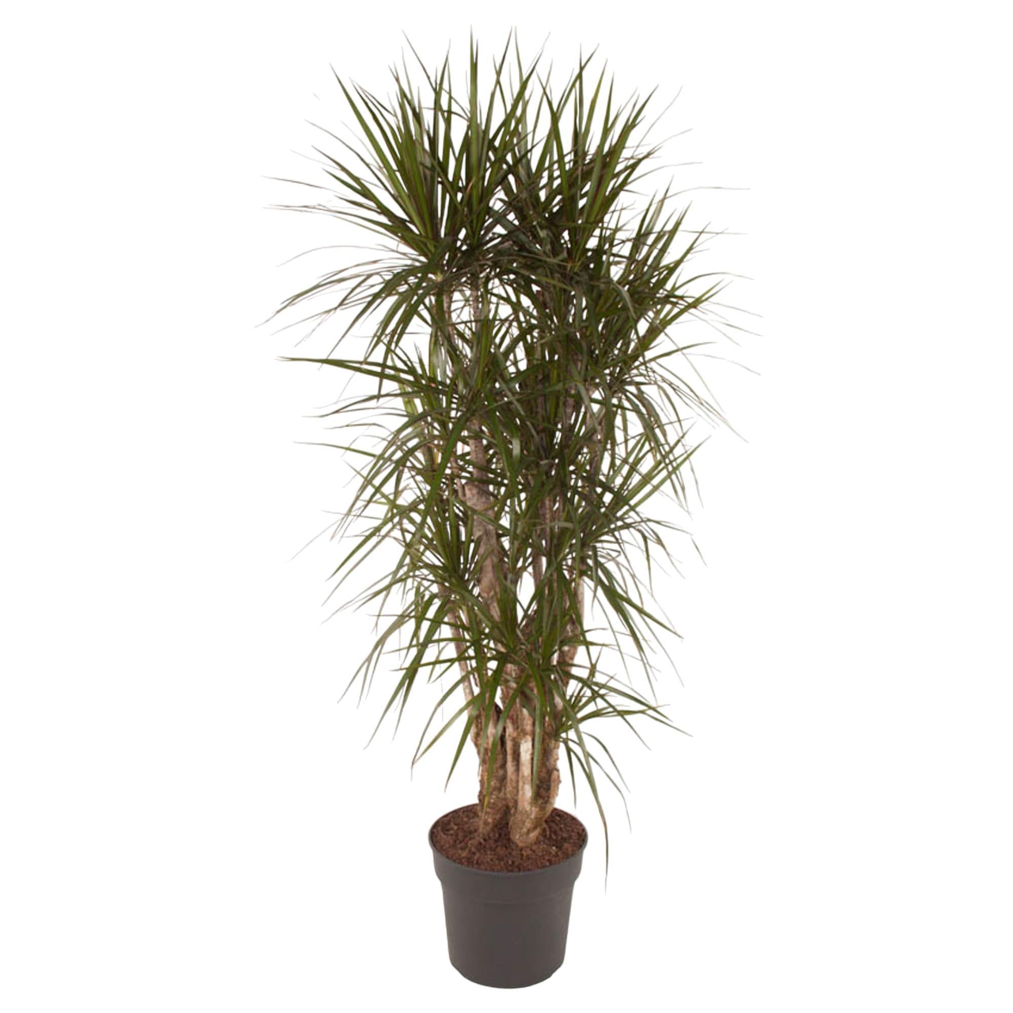 Dracaena Marginata verzweigt – 160 cm – ø34