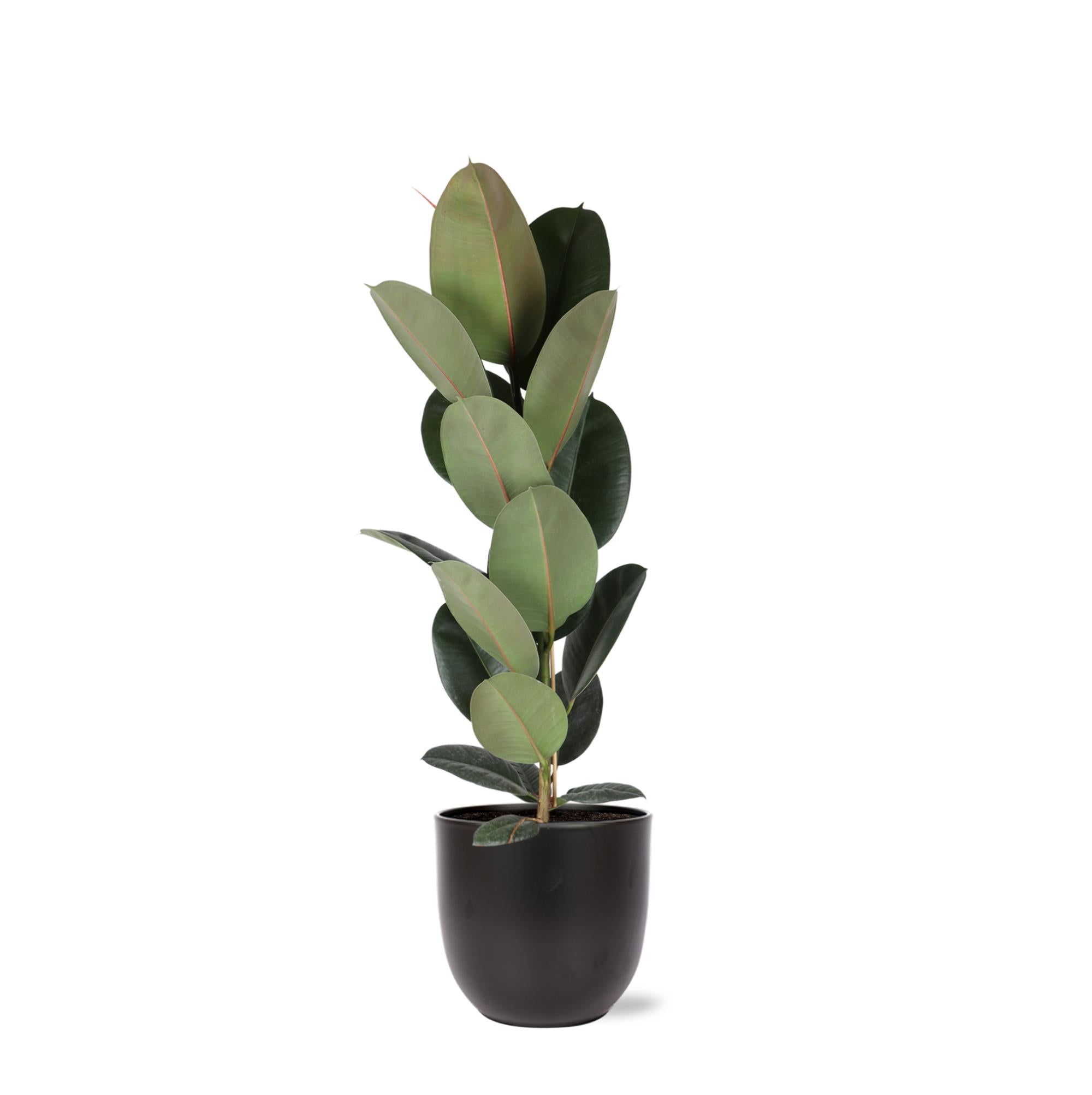 Ficus Elastica Robusta – Ø21cm – ↕90cm im Boule-ANTHRAZIT-Topf