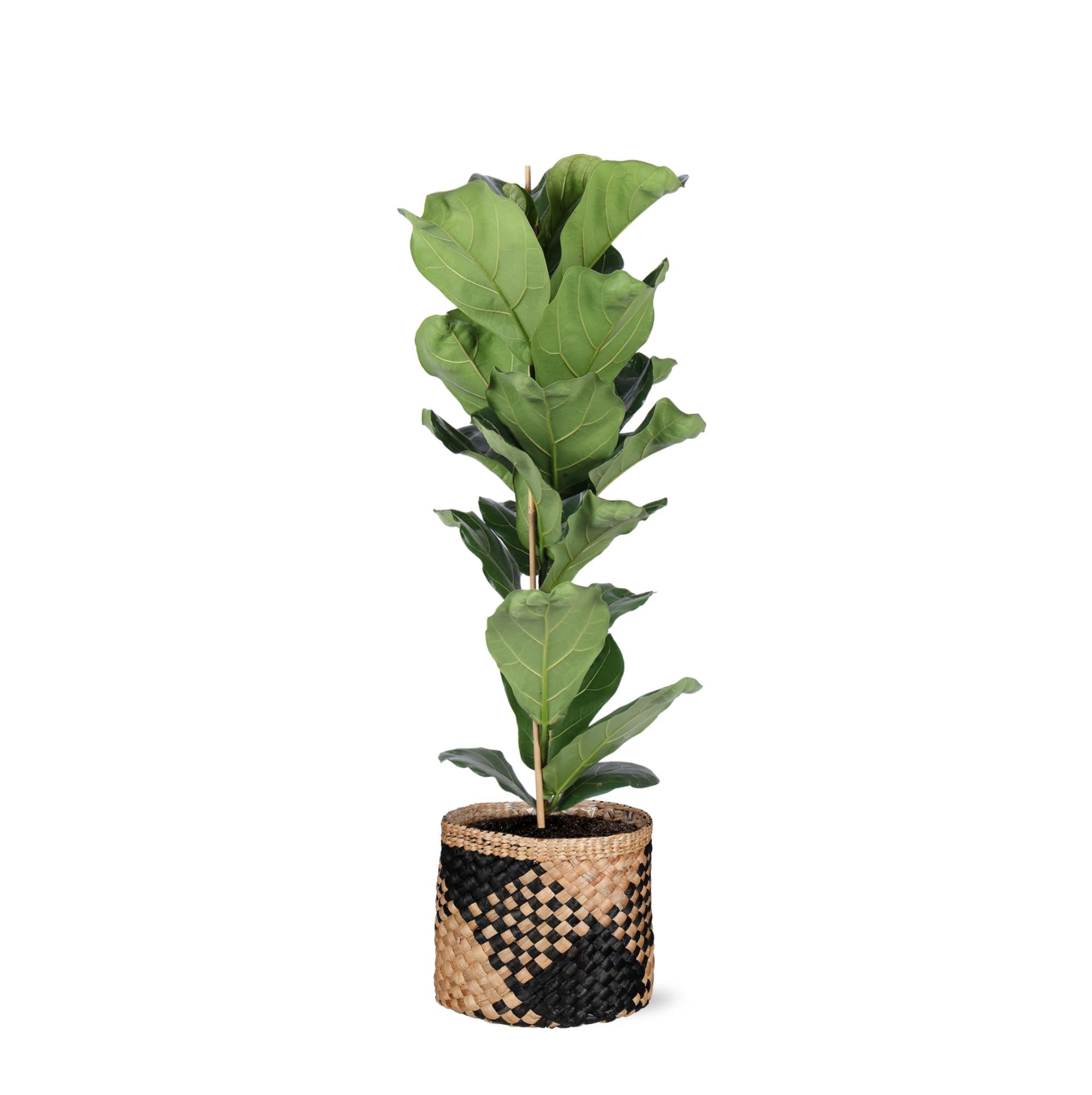 Ficus Lyrata – Ø21 cm – ↕90 cm im Albury-SCHWARZ-Druckkorb