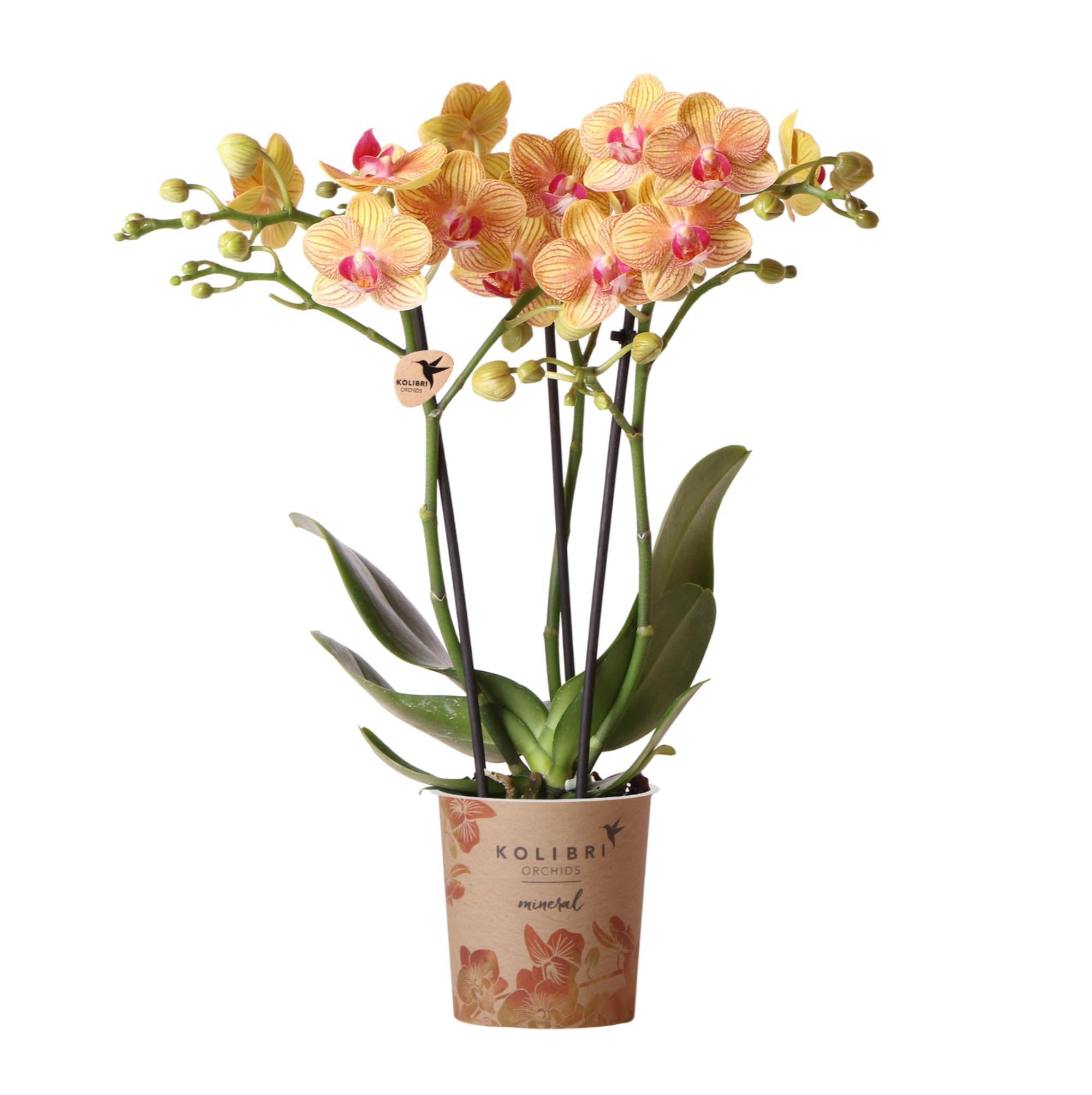 Kolibri-Orchideen | orangefarbene Phalaenopsis-Orchidee, Spitzengröße