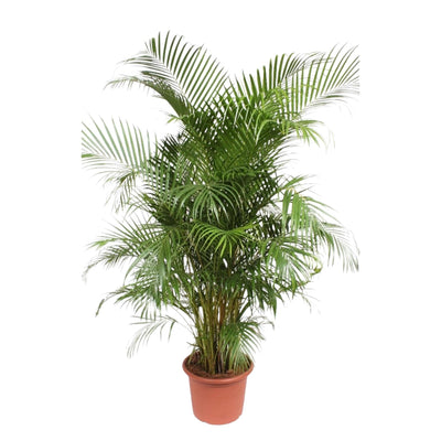 Dypsis Lutescens (Areca-Palme) – 240 cm – ø45 - Goldfruchtpalme