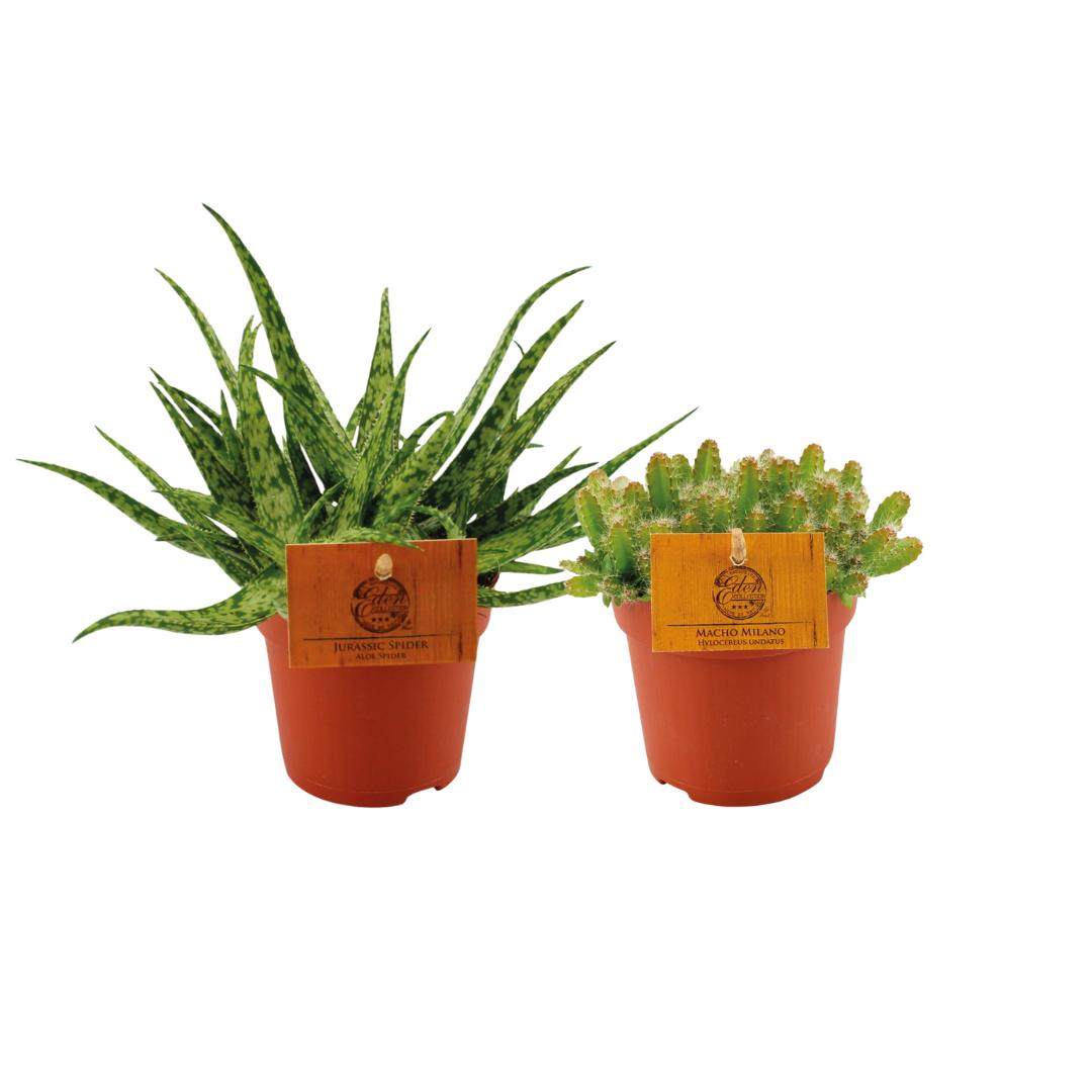 Aloe Spider/Hylocereus Undatus Duo – 2 Stück – Ø10,5 cm – ↕15 cm