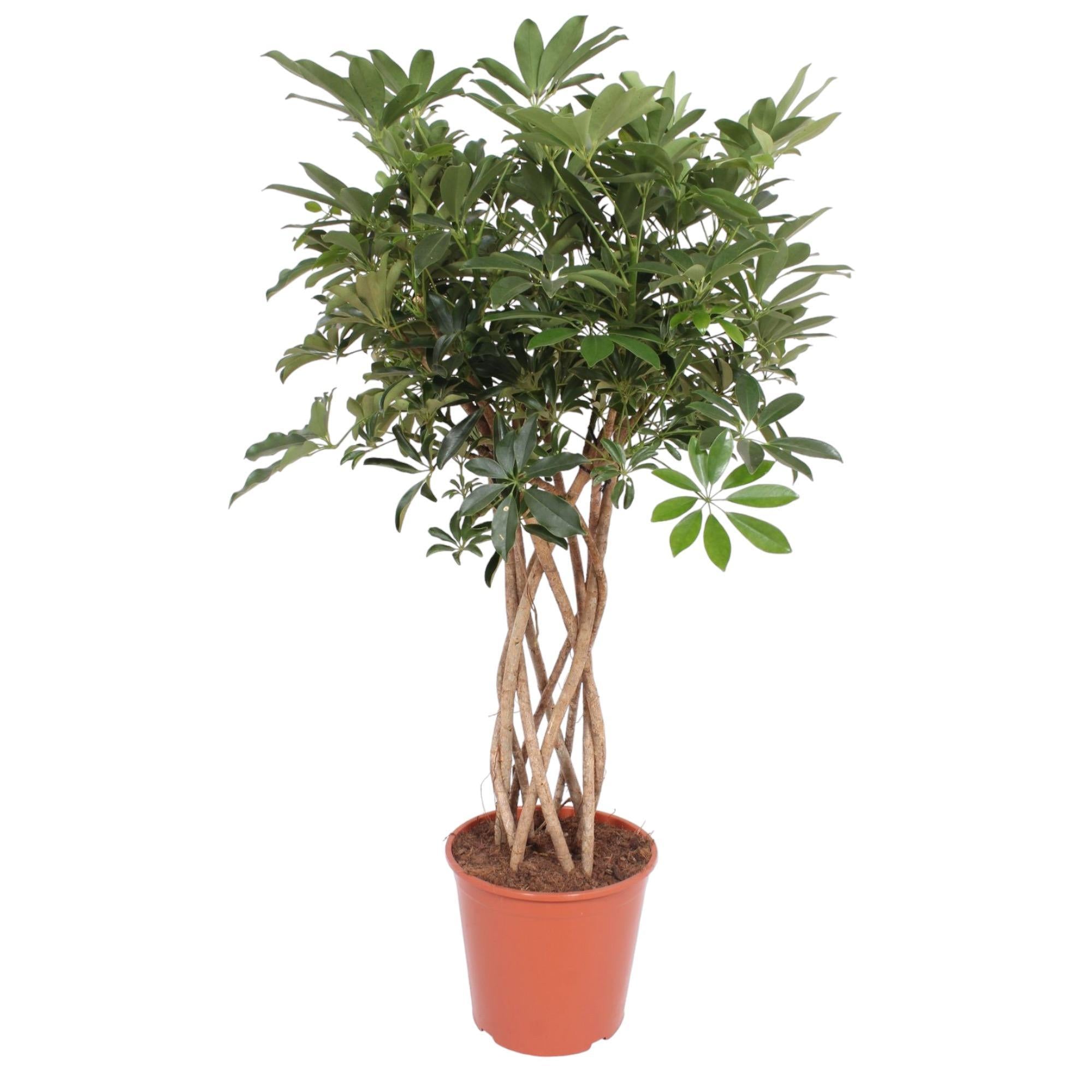 Schefflera Arboricola Compacta geflochtener Stamm – 140 cm – ø30