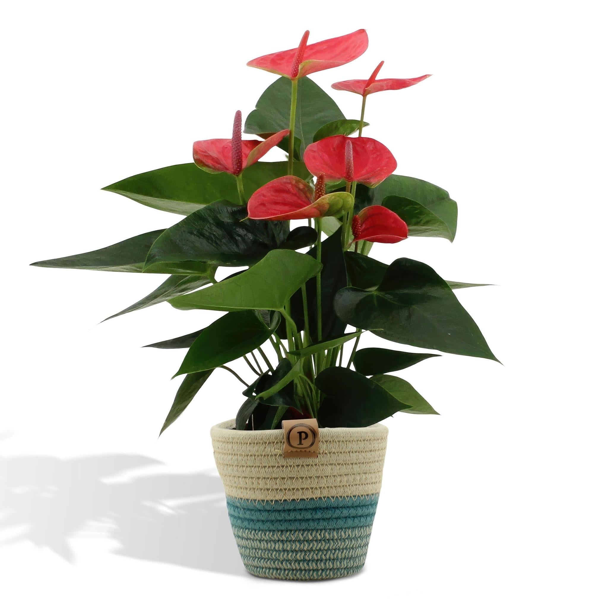 Anthurium andreanum Sweet Dream inkl. PURE Korb - 45cm - Ø12