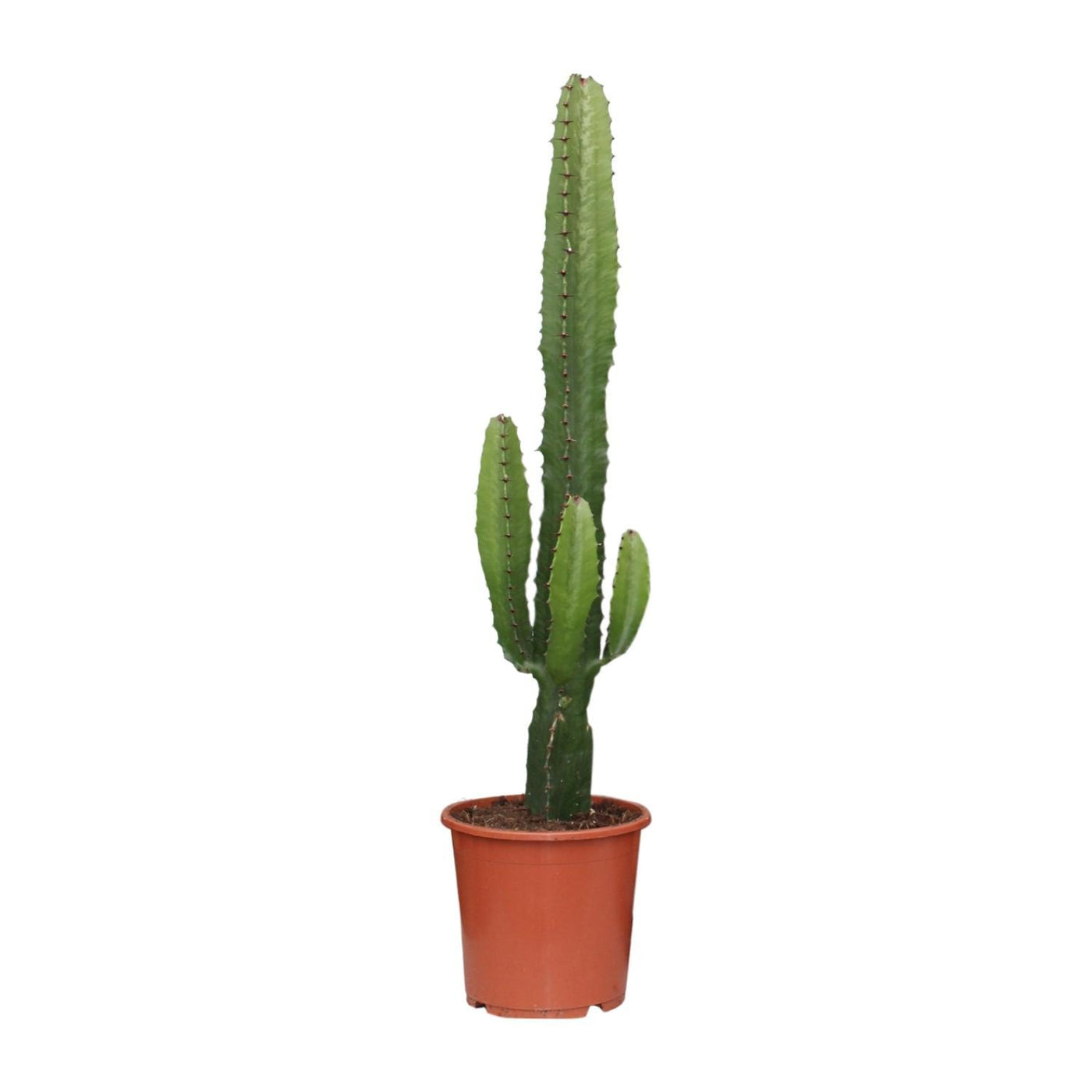 Euphorbia Acrurensis - Ø17 - ↨50cm - Wolfsmilch