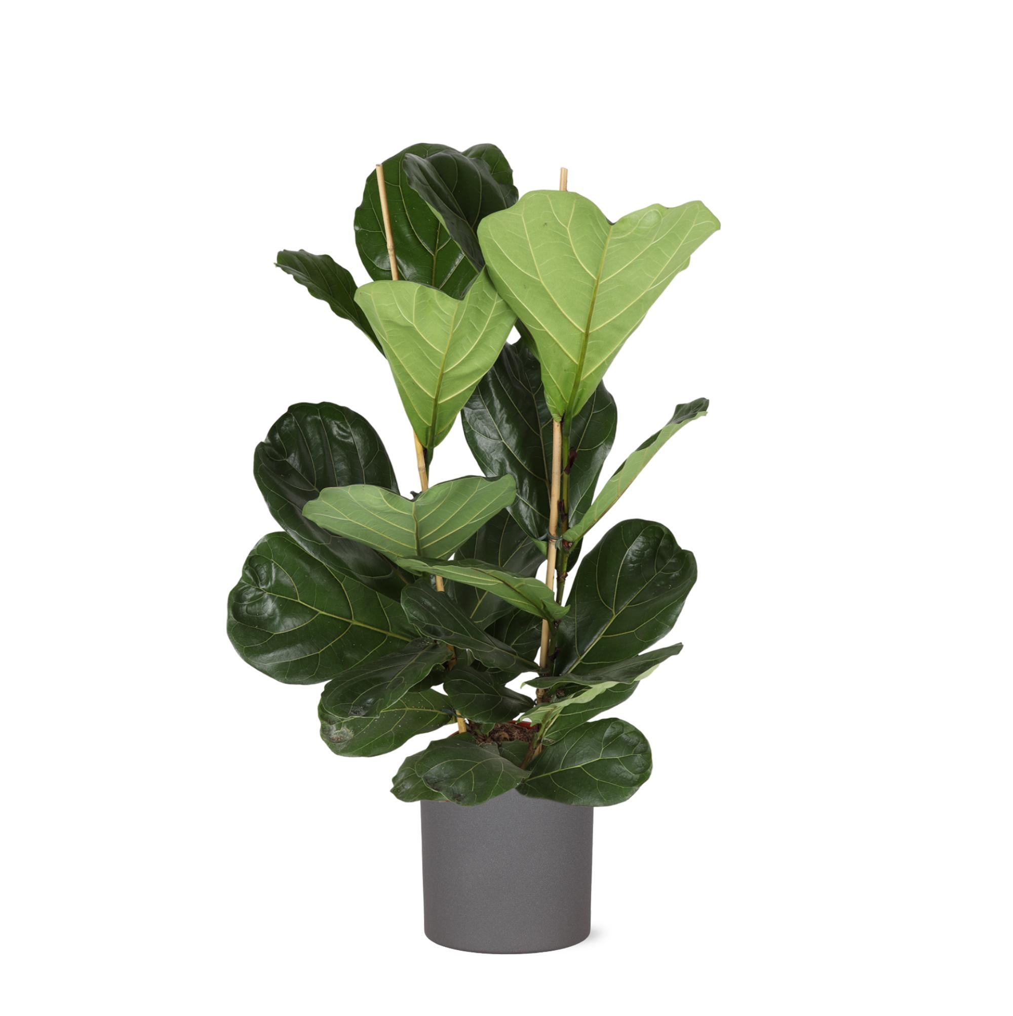 Ficus Lyrata – Ø24cm – ↕120cm im ERA-Anthrazittopf