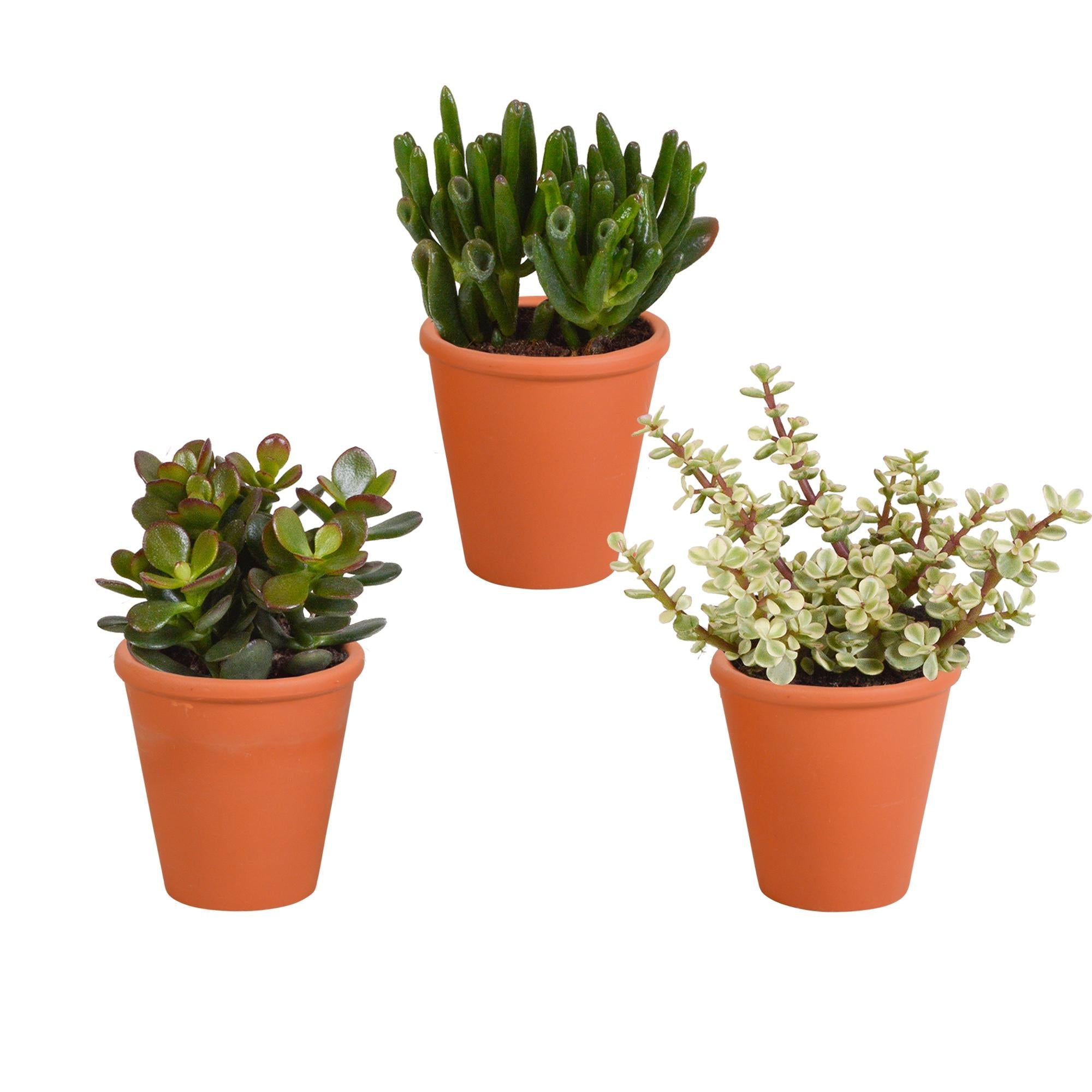 Crassula-Mix 8,5 cm - 3x - im Terrakottatopf