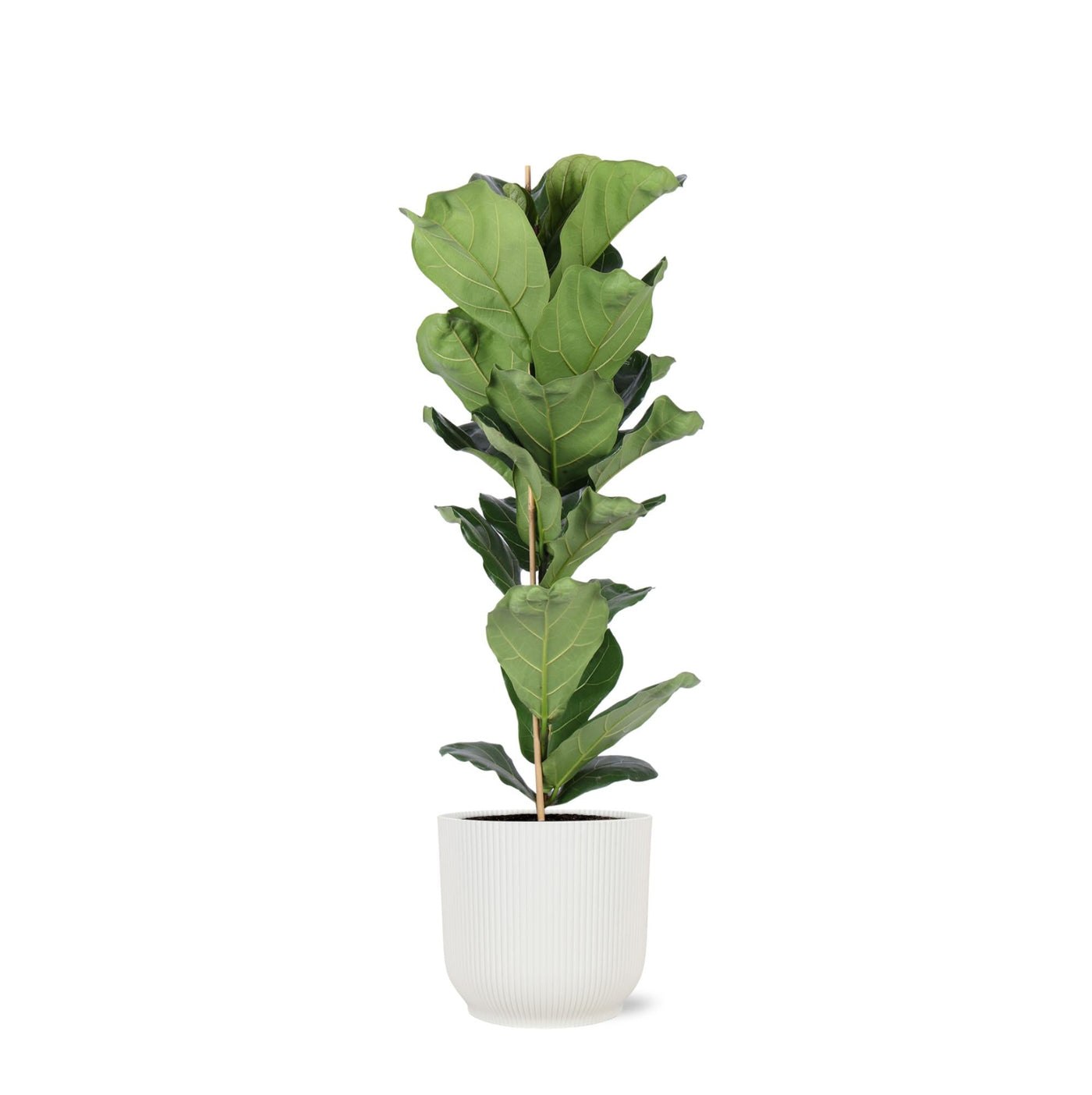 Ficus Lyrata – Ø21cm – ↕90cm im Vibes WHITE-Topf