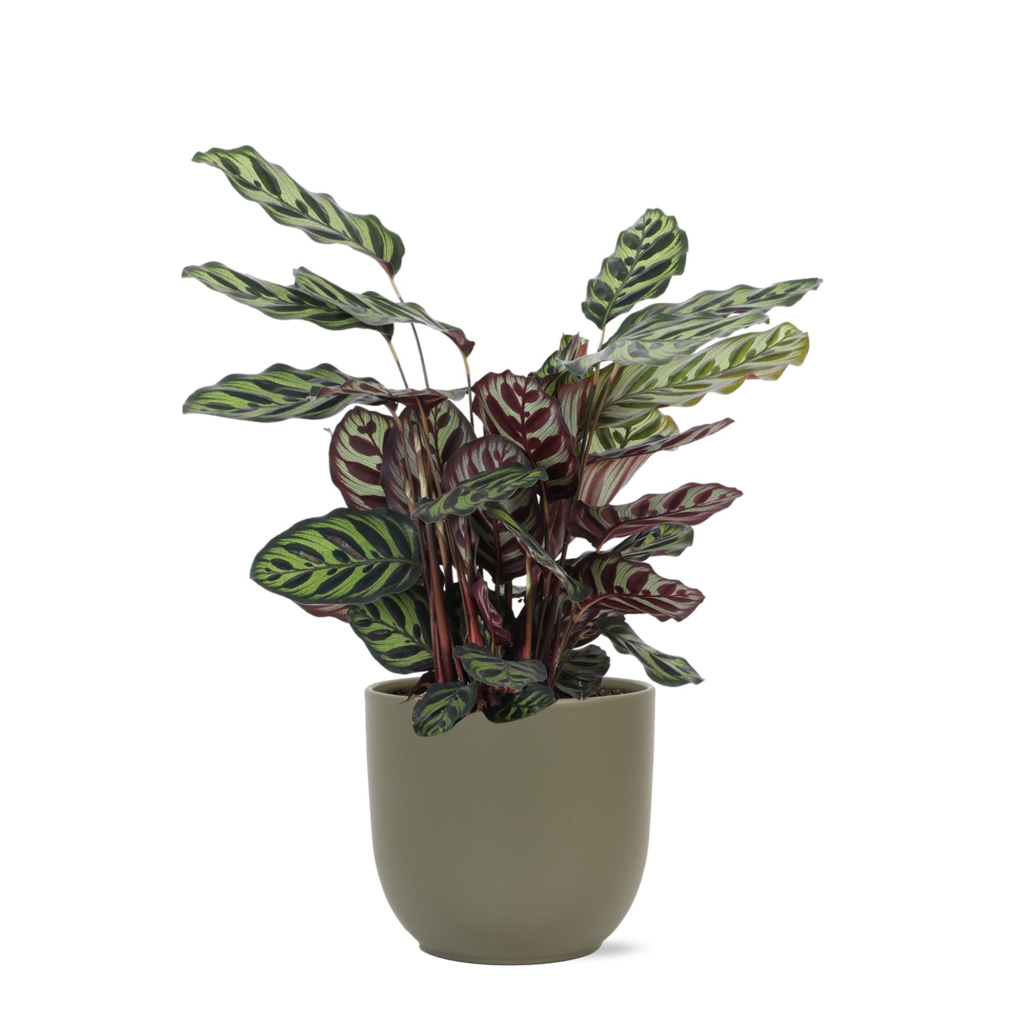 Calathea Makoyana Ø21cm - ↕70cm im Boule OLIVE Topf