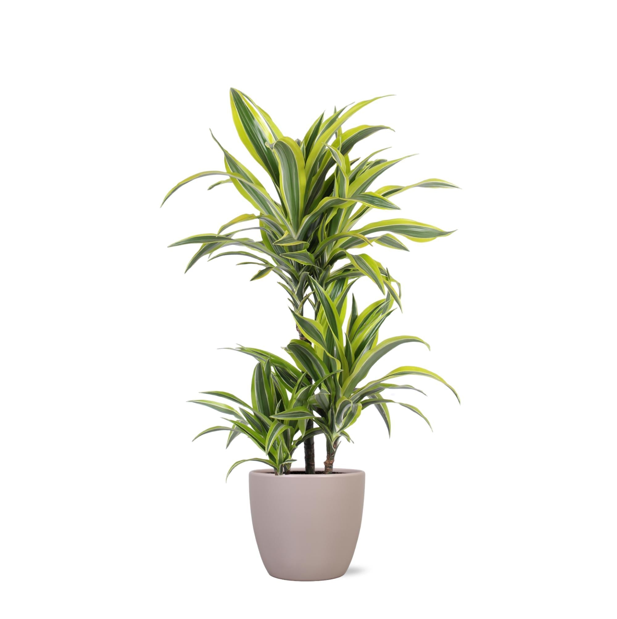 Dracaena Lemon Lime Ø21cm - ↕65cm im Boule TAUPE Topf