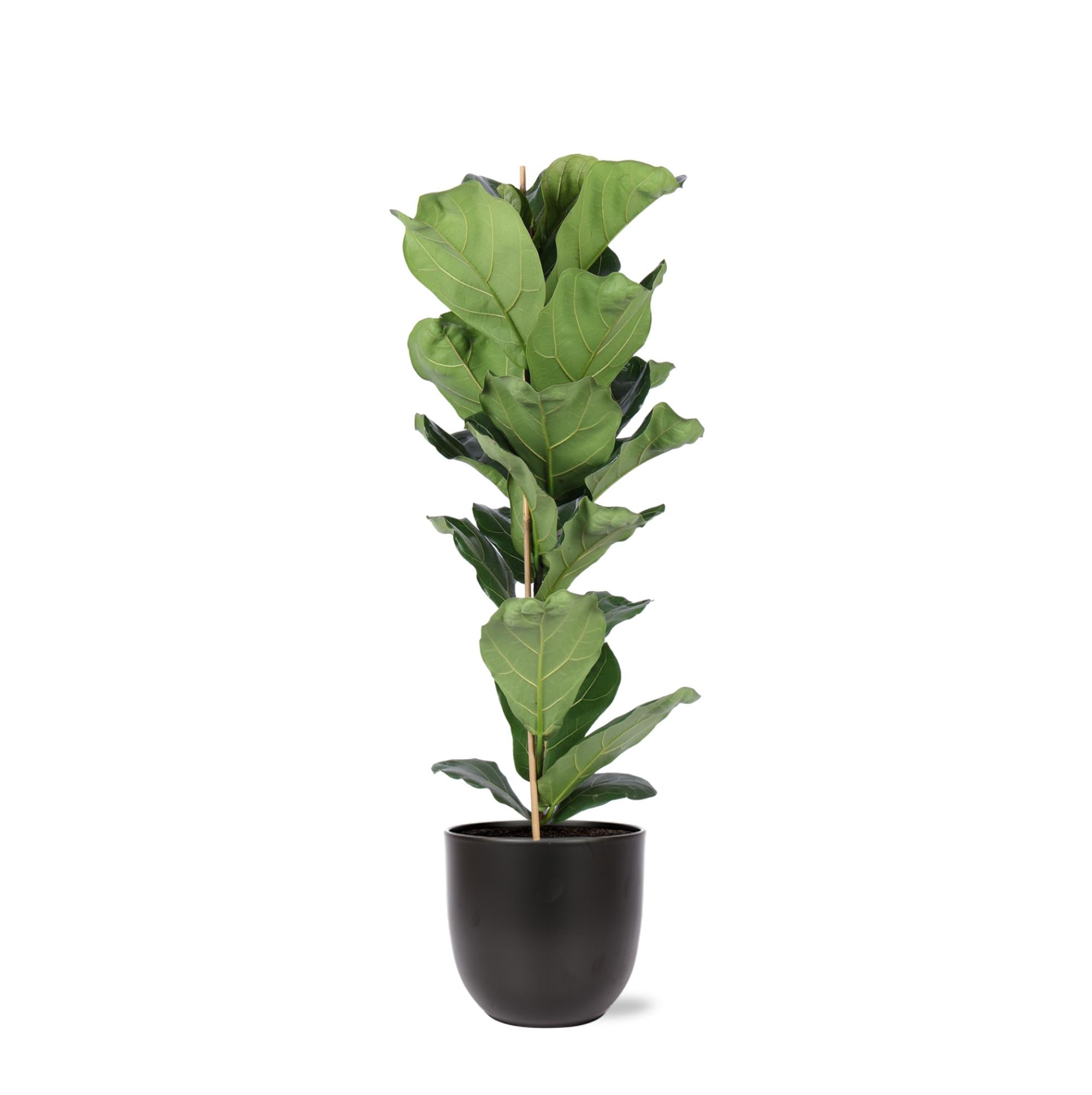 Ficus Lyrata - Ø21cm - ↕90cm im anthrazitfarbenen BOULE-Topf