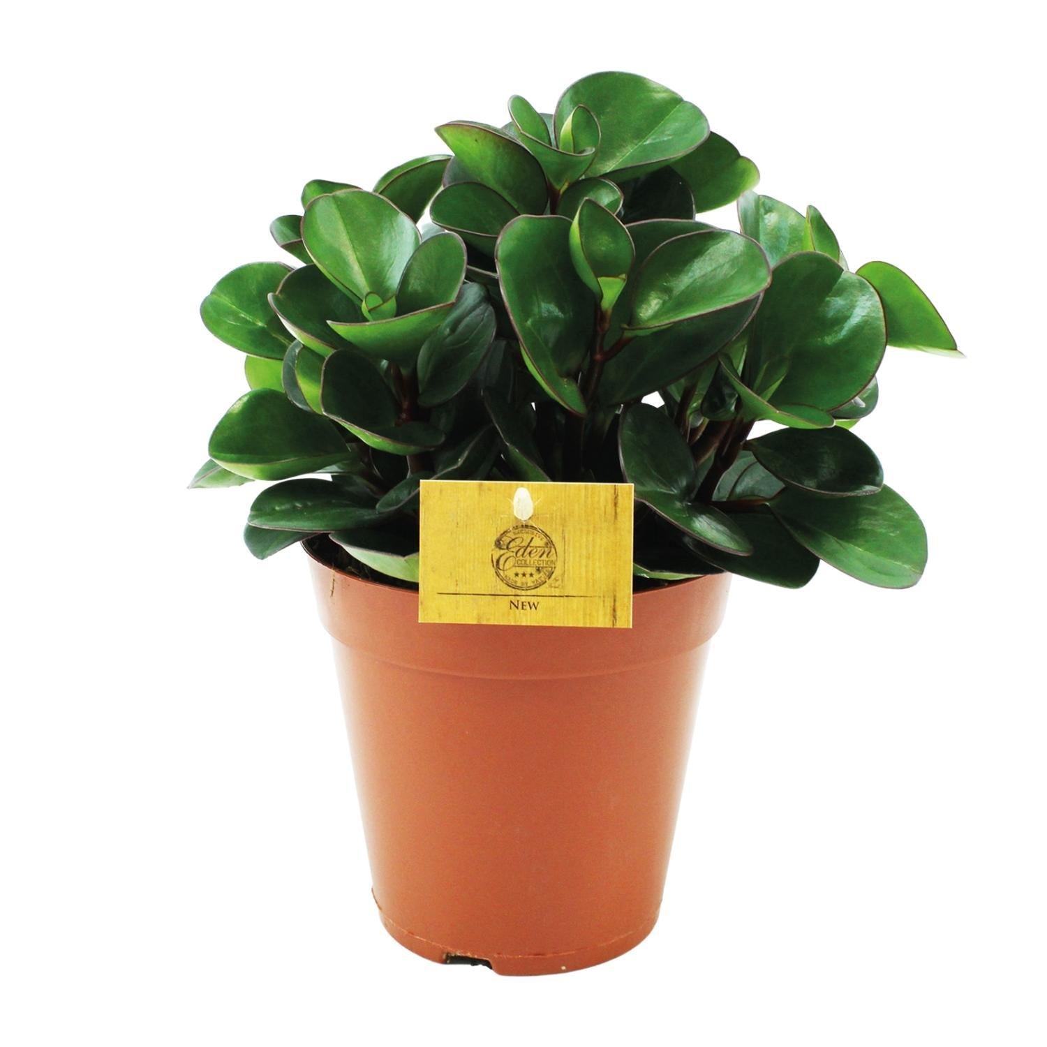 Peperomia Brennender Busch - Ø15cm - ↕25cm