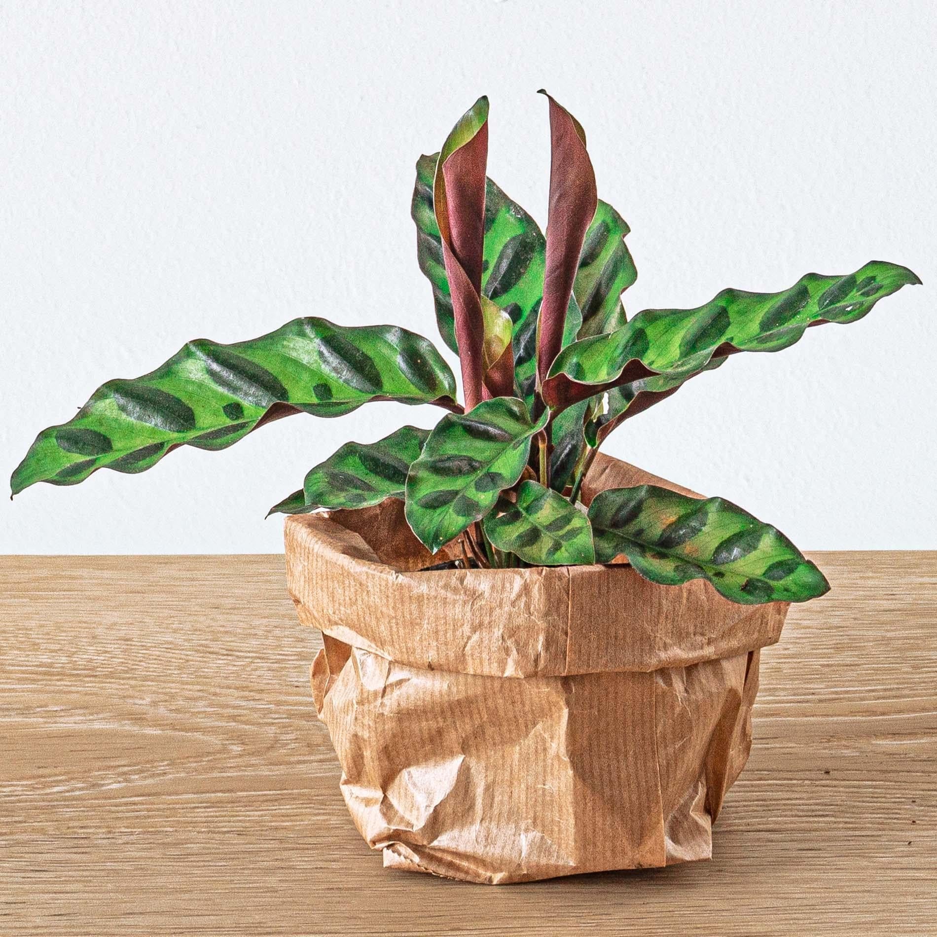 Calathea Lancifolia - Pfauenpflanze - Terrarienpflanze - Topfgröße 6