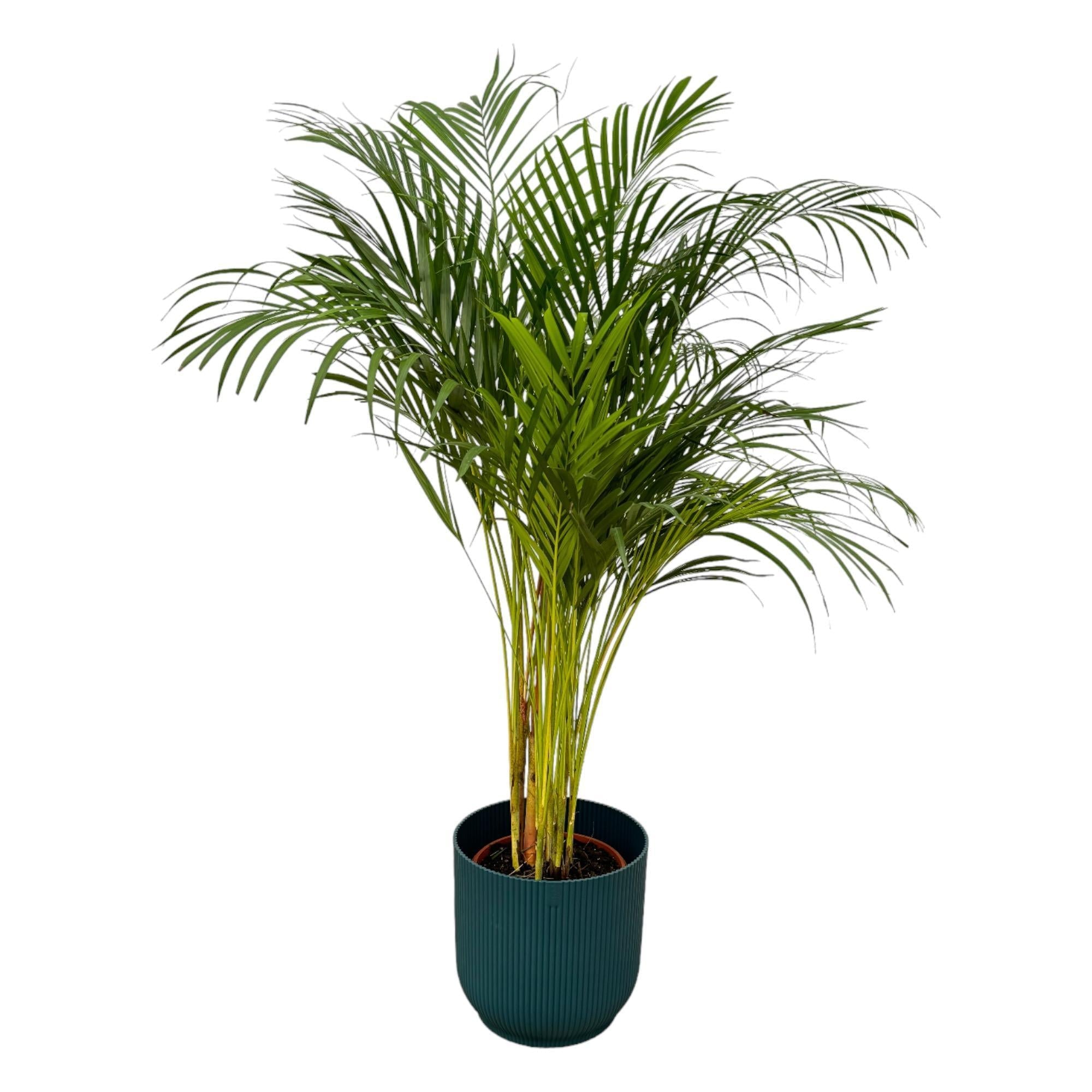 Areca-Palme - ↨130cm - Ø24cm inkl. elho Vibes Fold Blau D30 - Goldfruchtpalme