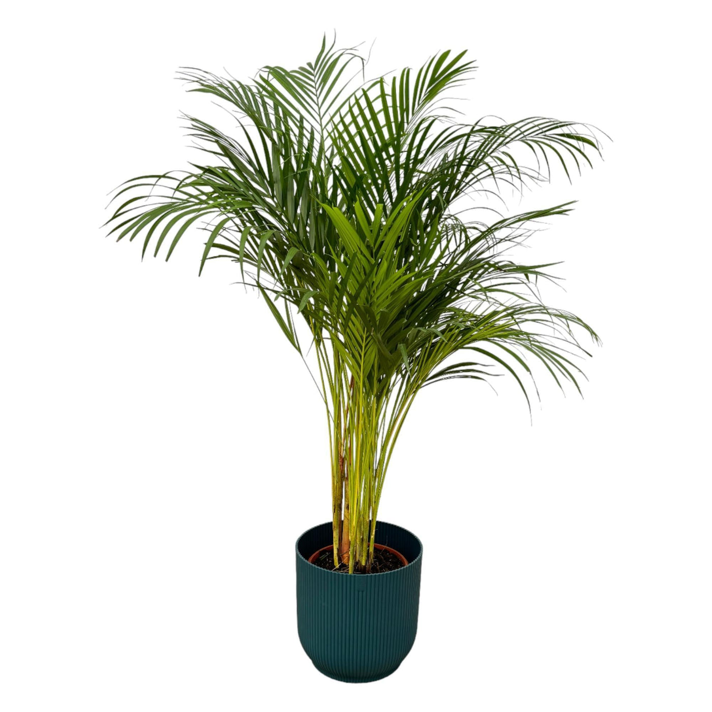 Areca-Palme - ↨130cm - Ø24cm inkl. elho Vibes Fold rindfleischblau D30 - Goldfruchtpalme