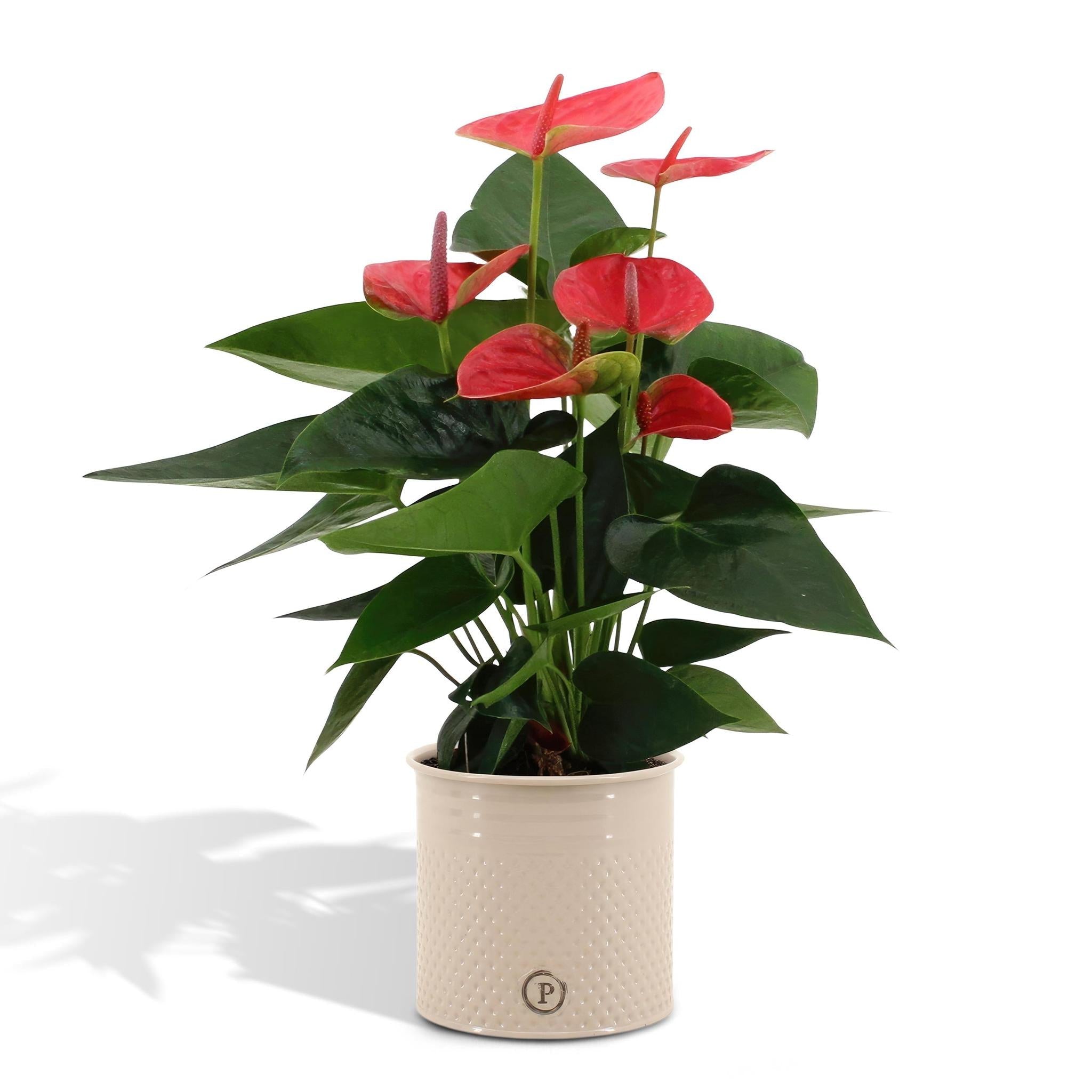 Anthurium andreanum Sweet Dream inkl. PURE-Zink - 45cm - Ø12